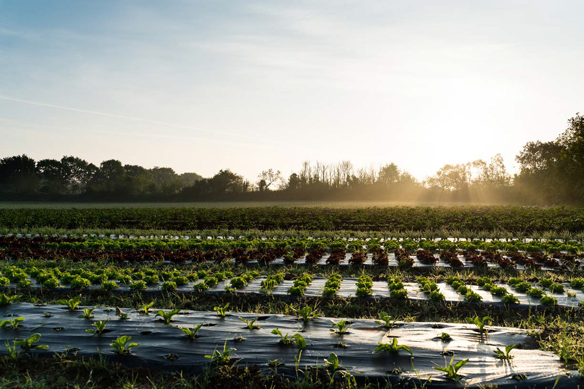 Agriculture bio