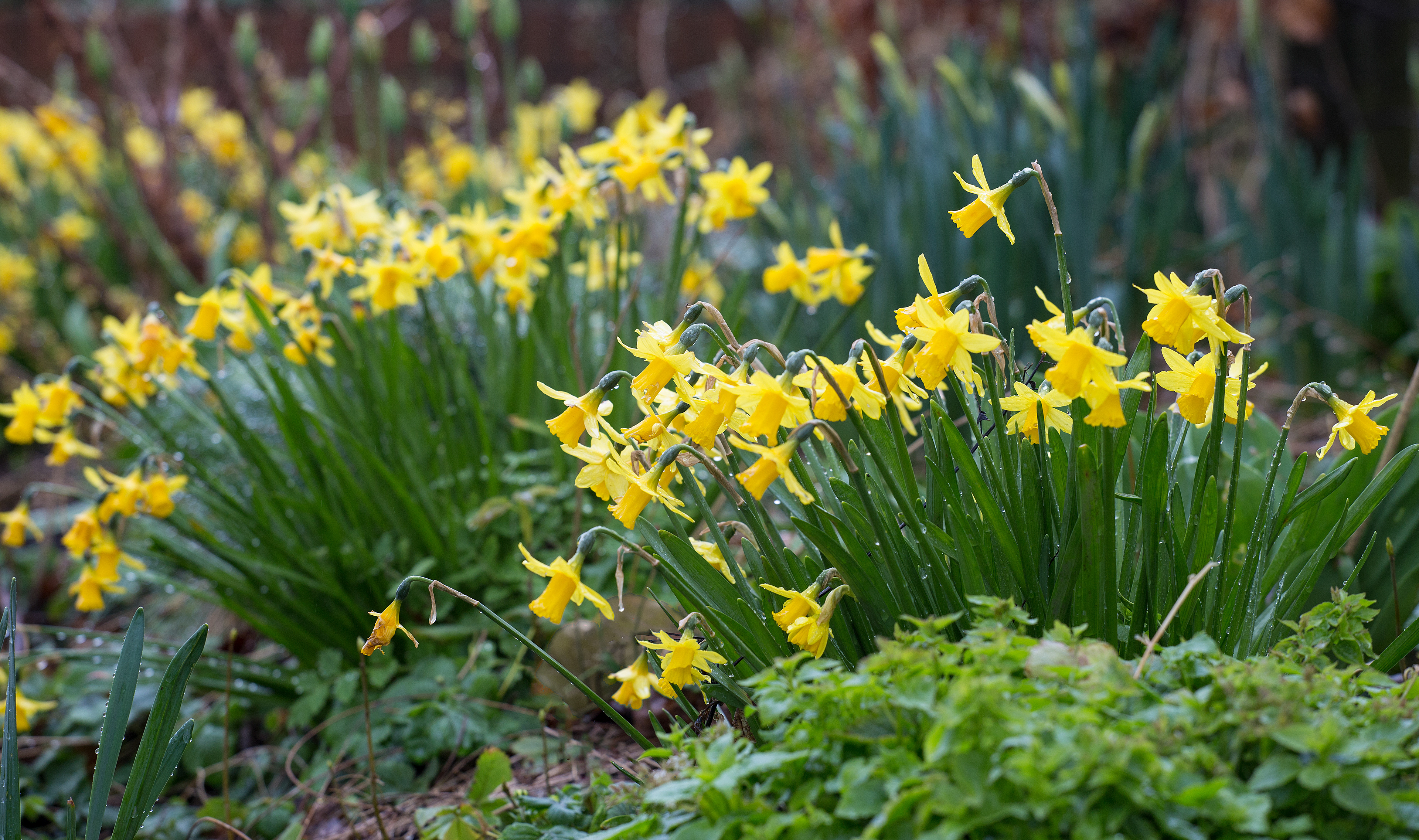 Spring flowers