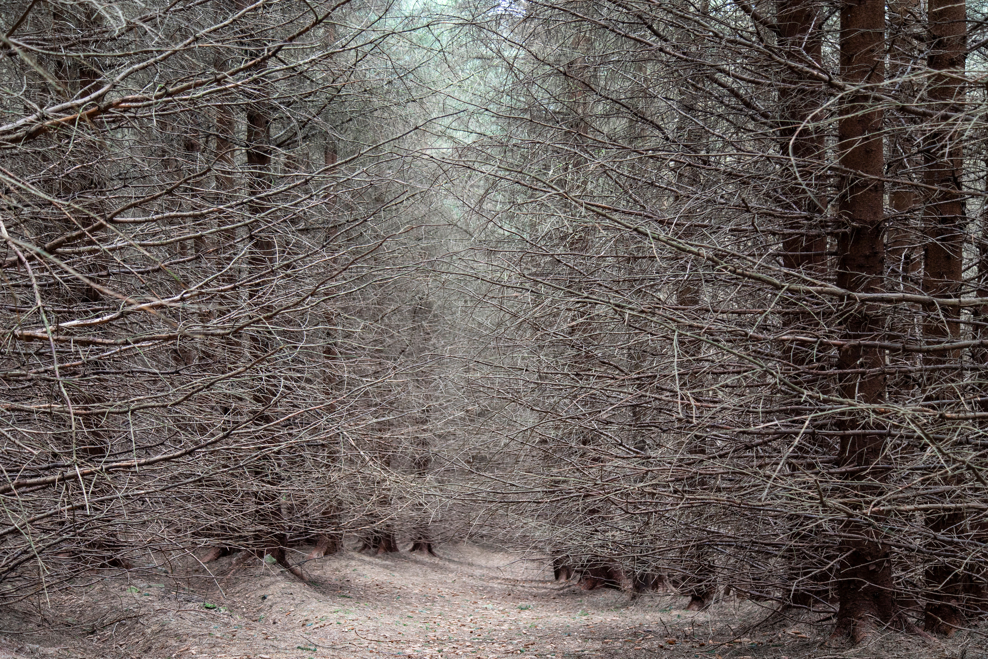 Kidland Forest, Northumberland