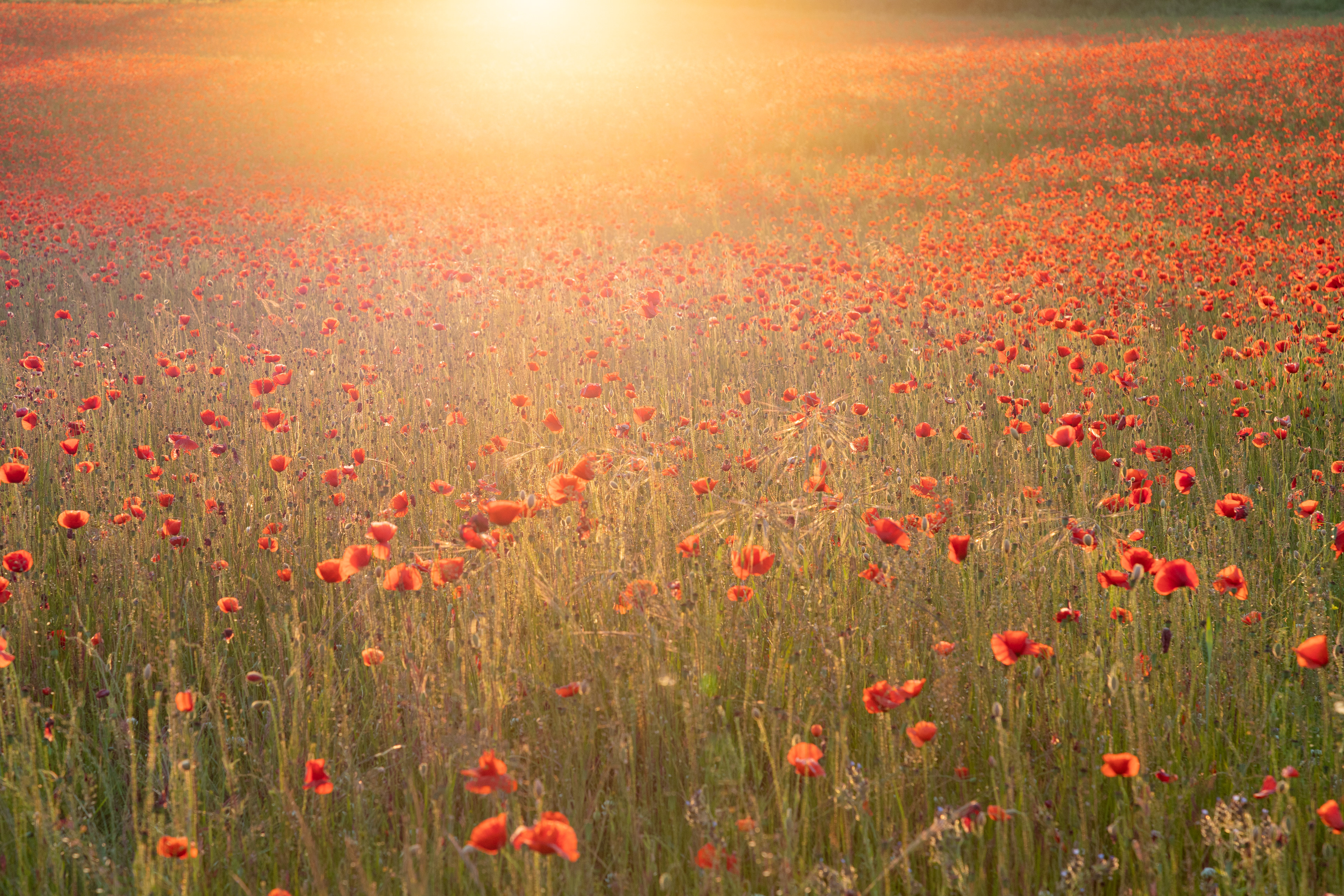 Poppy field
