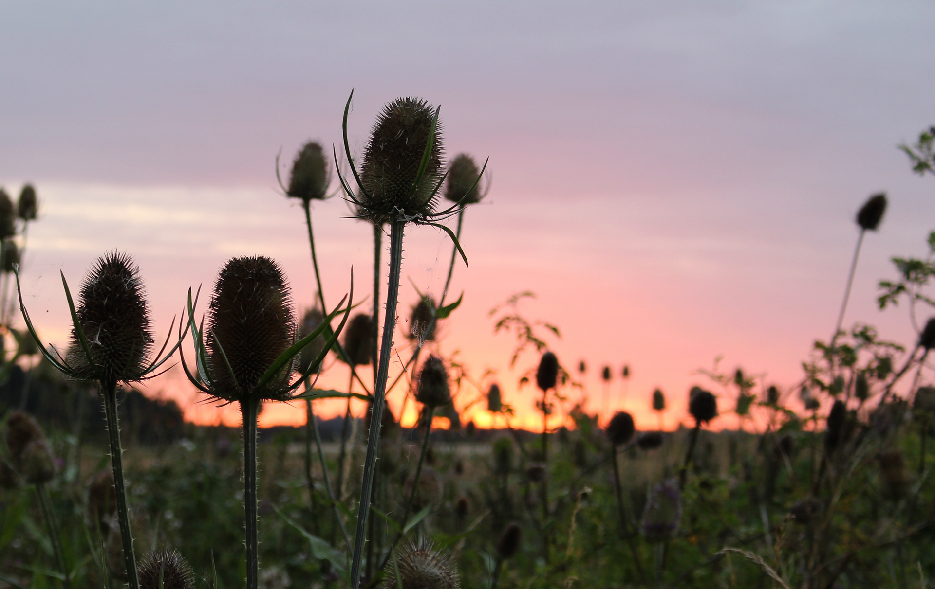 Teasels in the sunset