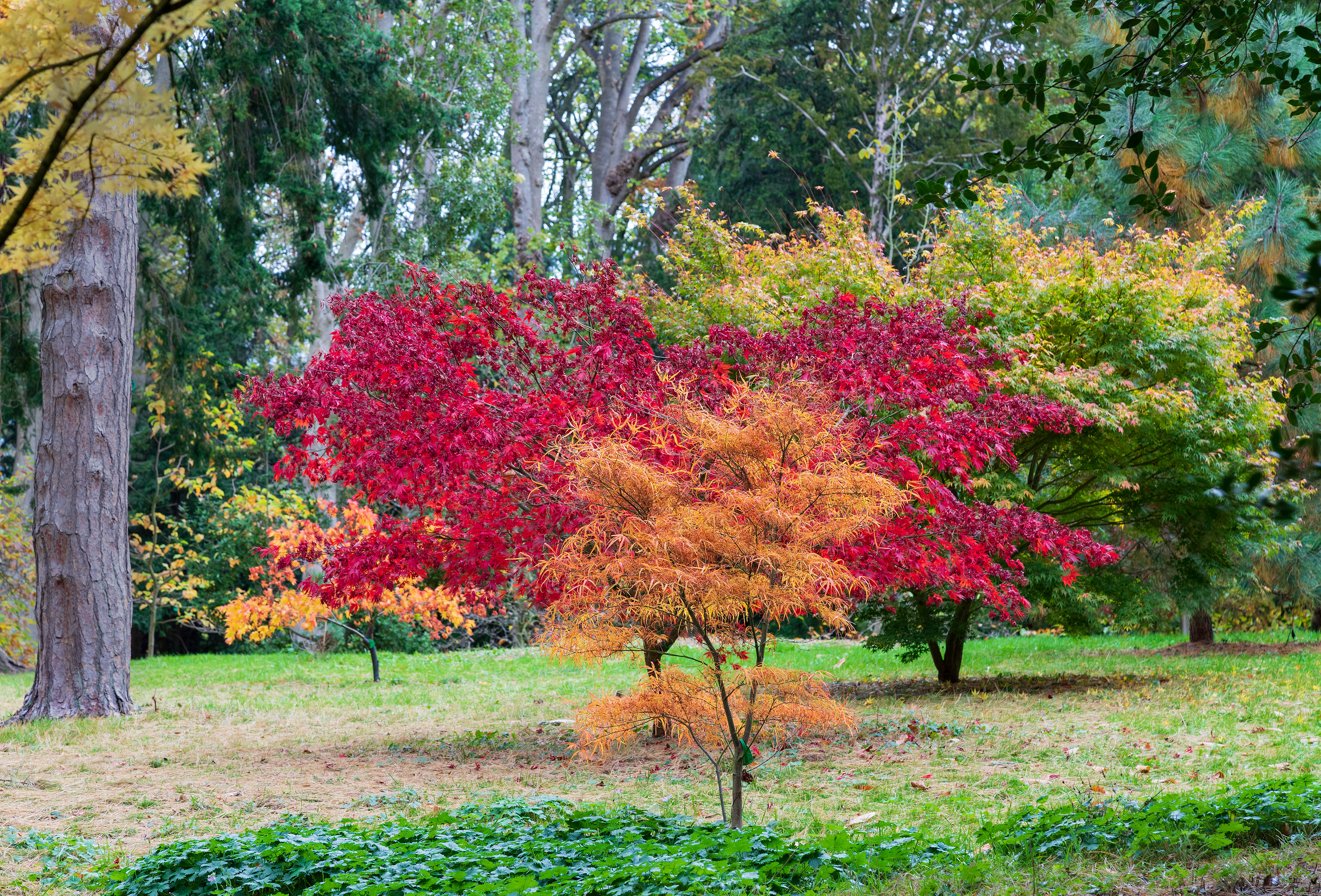 Autumn Colours at Thorp Perrow