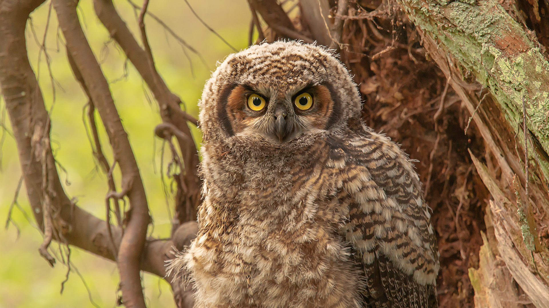 Great Horned Owlet, Courtney, BC