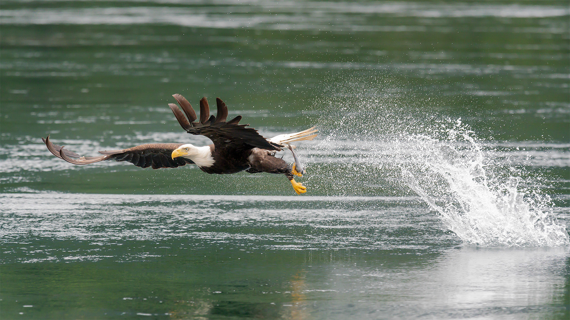 Bald Eagle fishing for Hake