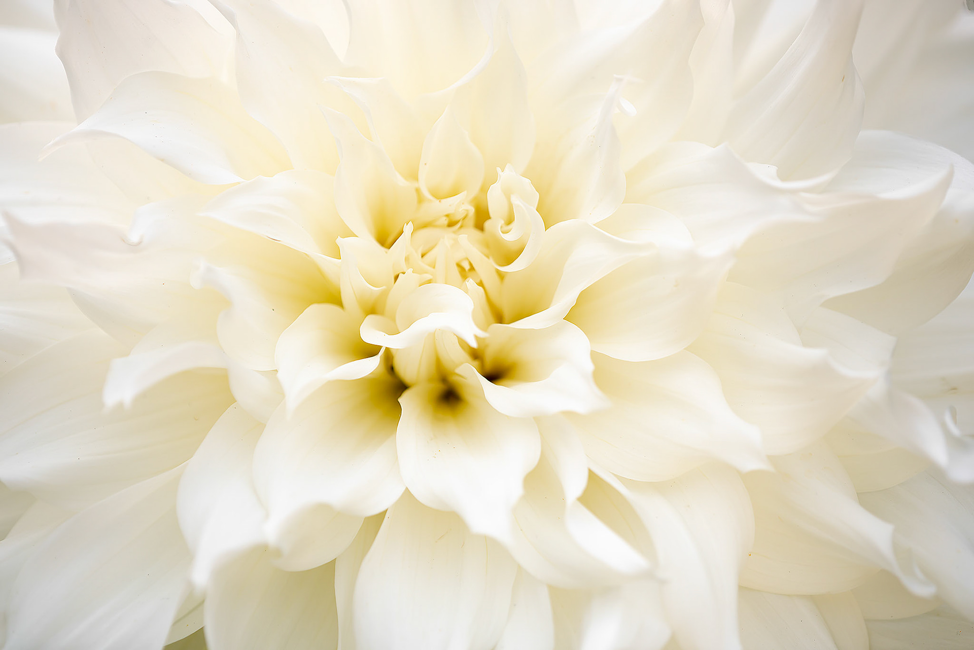 Dahlia taken at Butchart Gardens, Brentwood Bay, BC