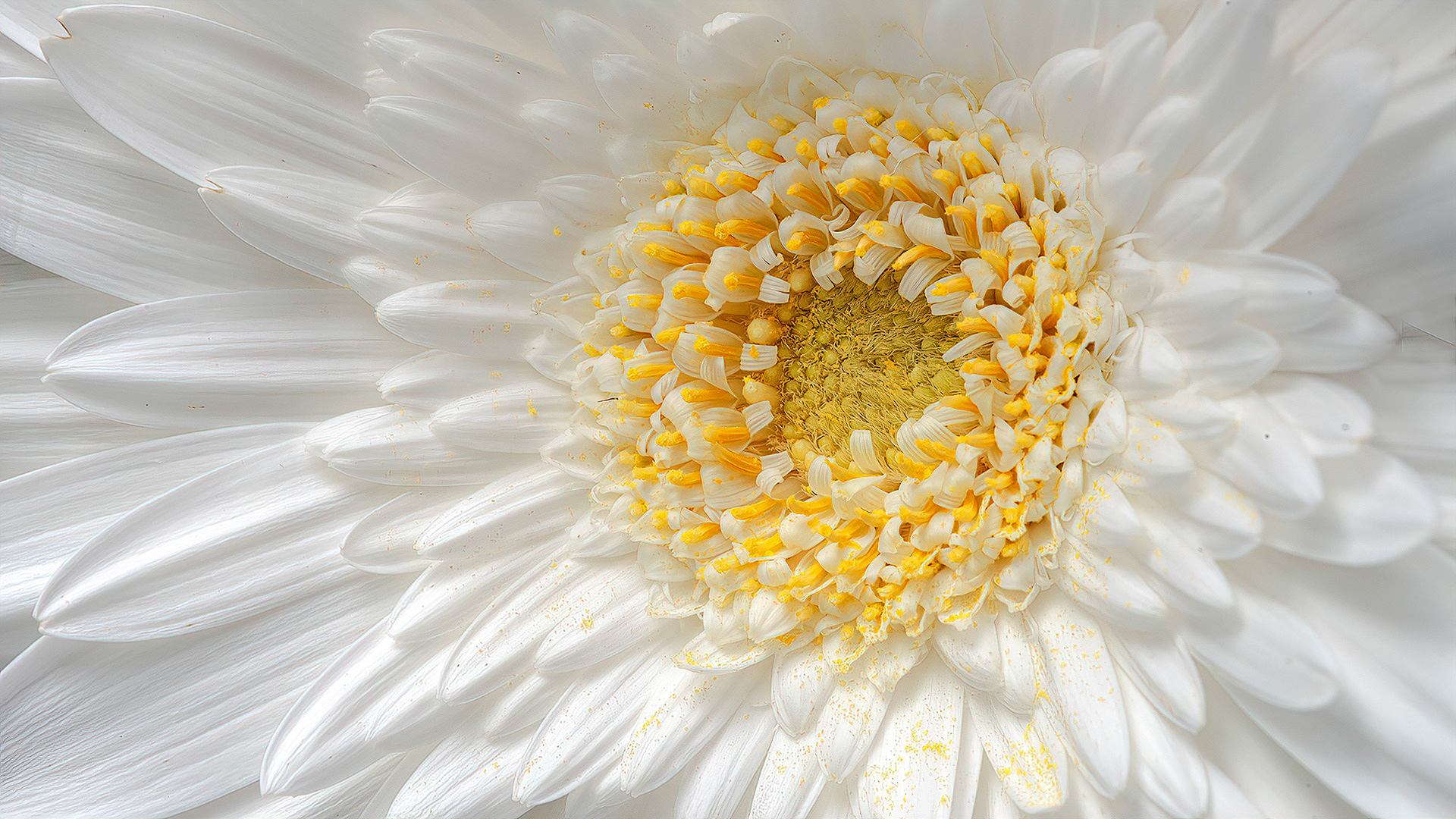 Gerber Daisy from Garden