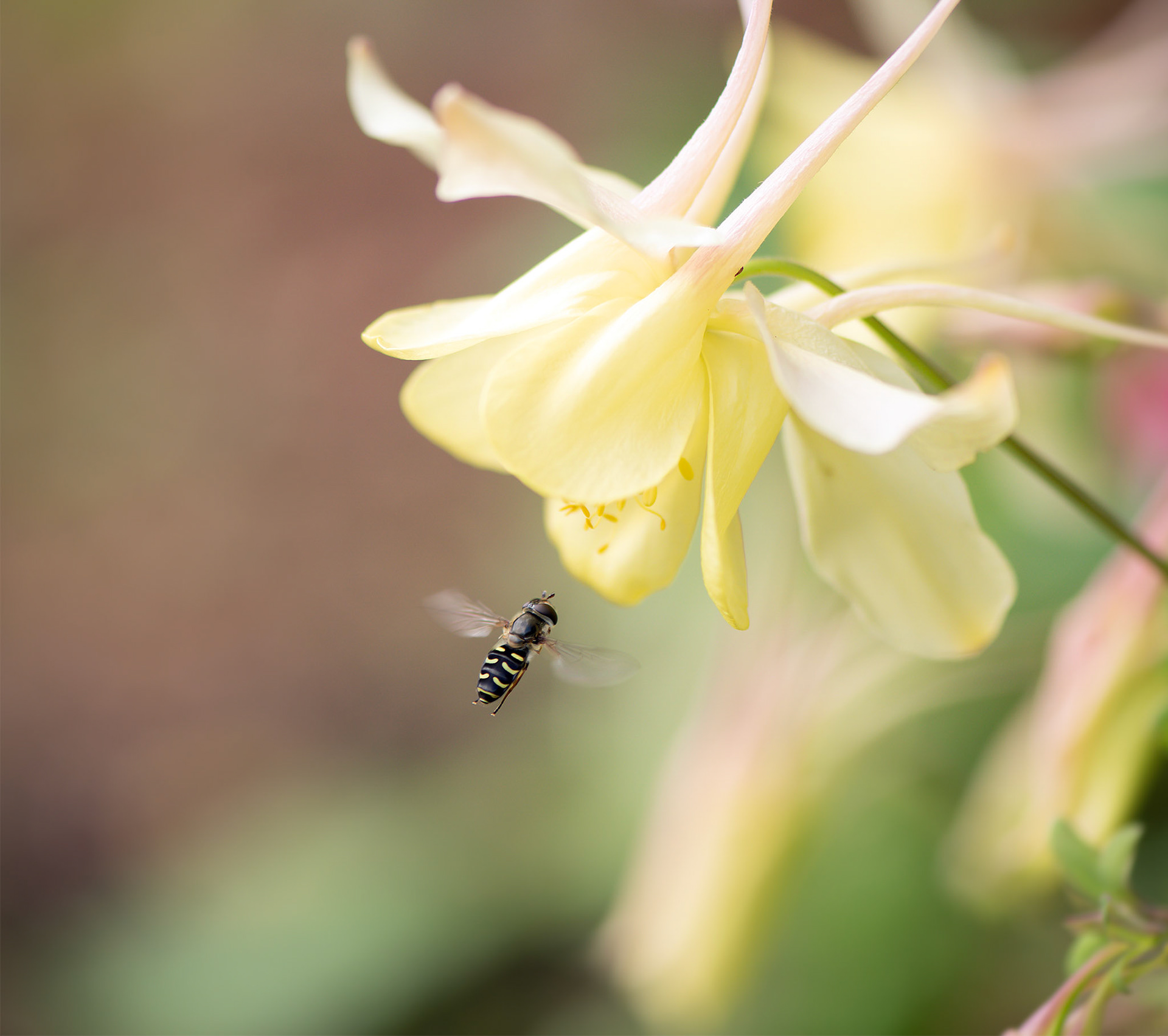 Columbine from Garden