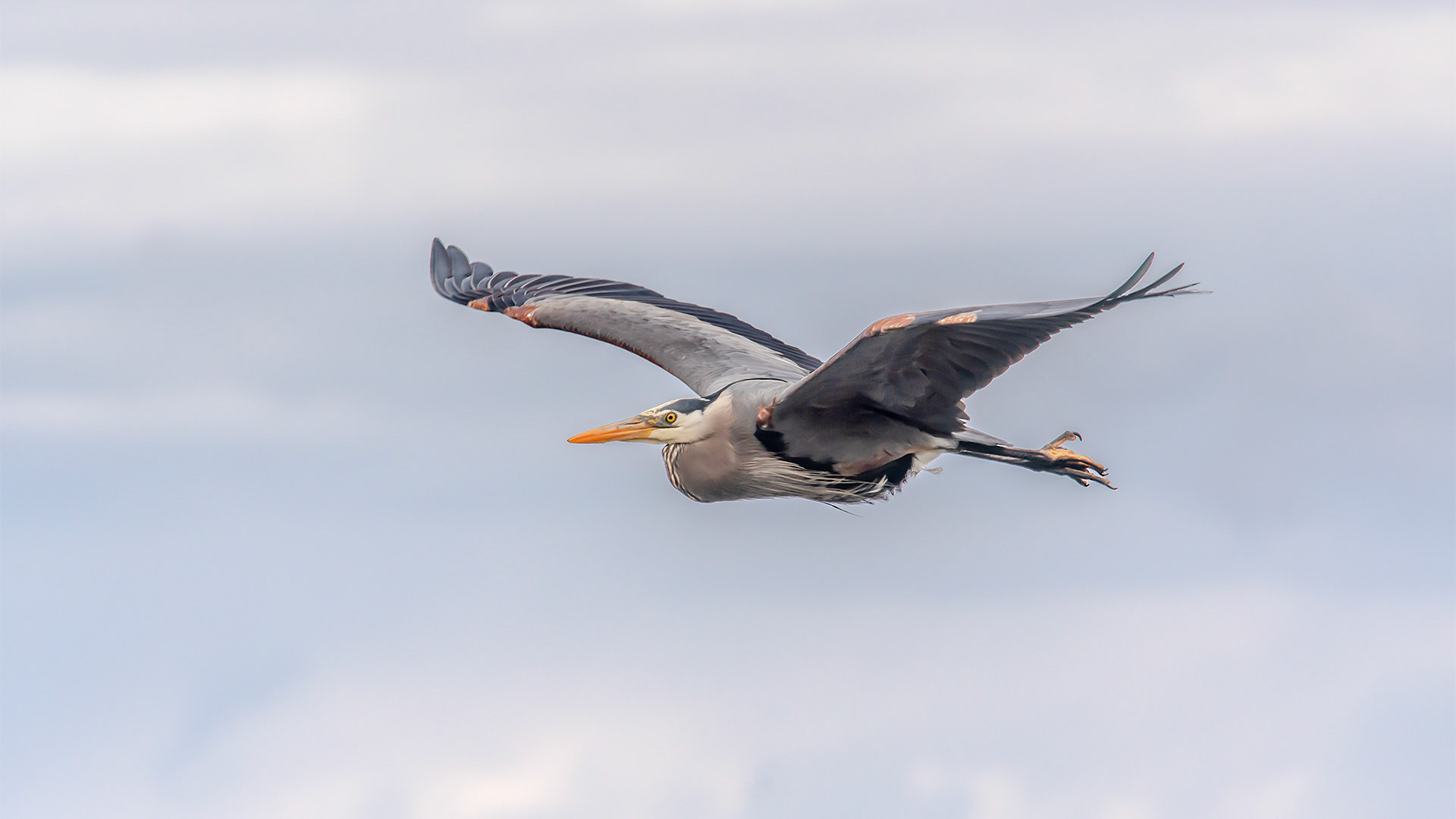 Great Blue Heron, Buccaneer Beach, Bowser, BC