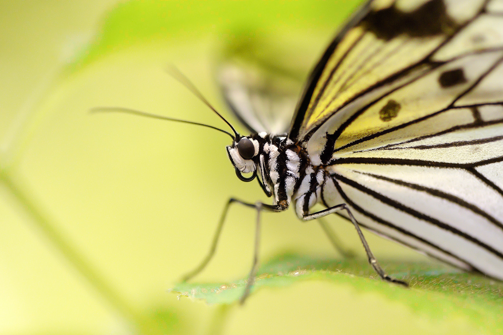 Butterfly World, Coombs, BC