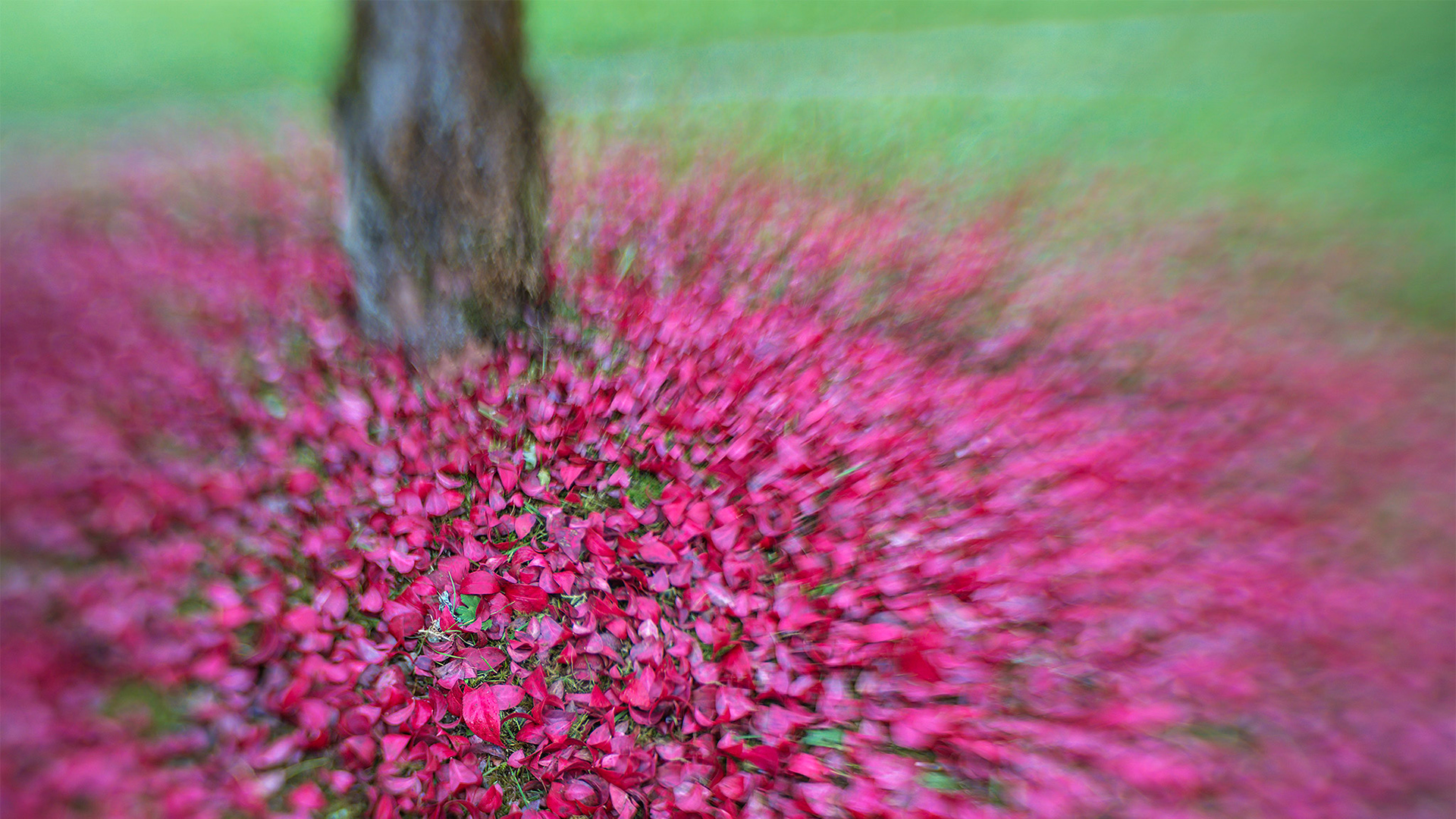 Seattle Japanese Garden