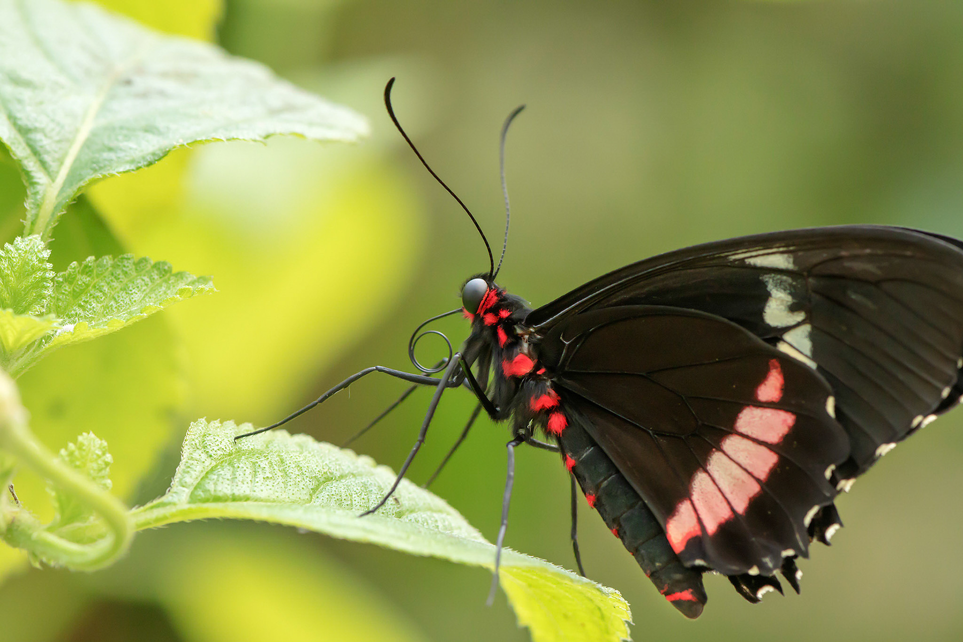 Butterfly World, Coombs, BC