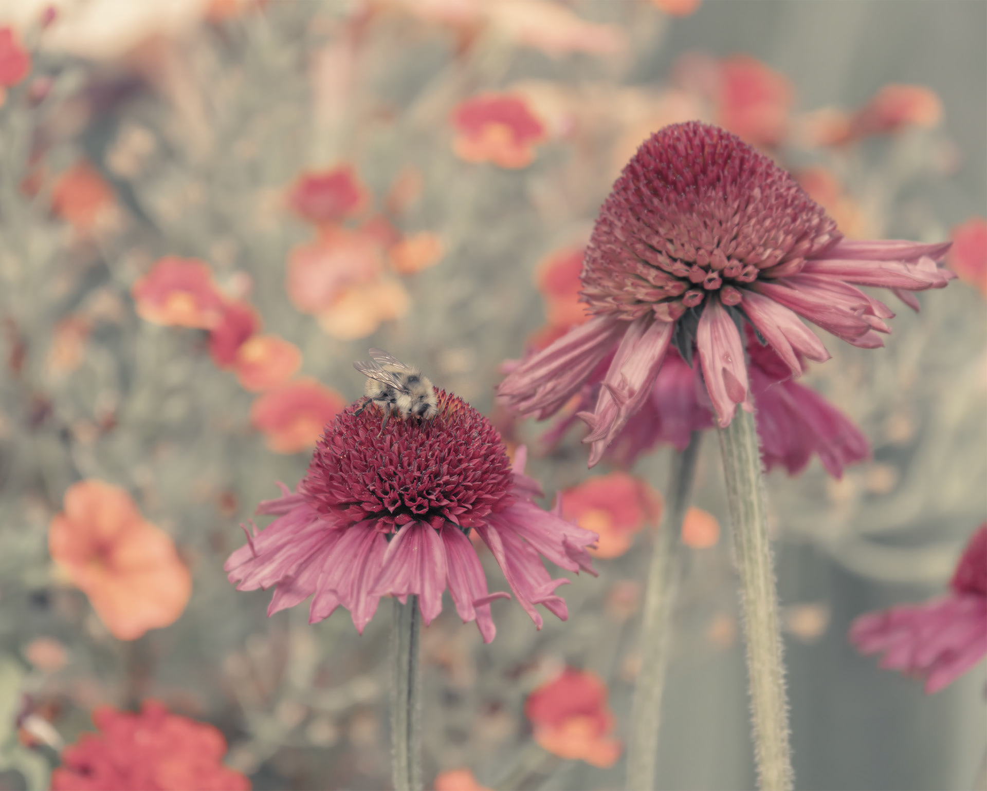 Cone Flower aka Echinacea from Garden