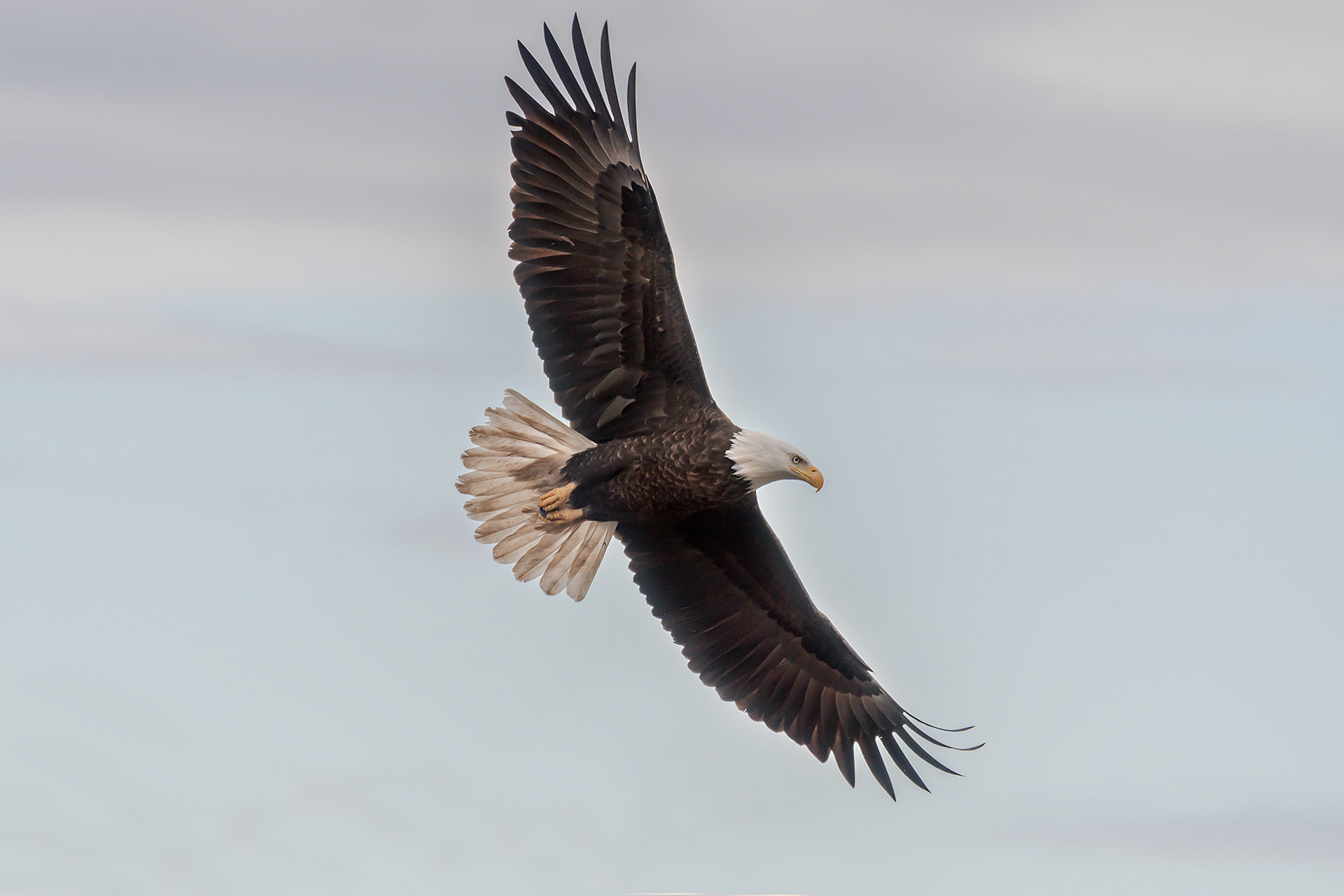 Bald Eagle, Buccaneer Beach, Bowser, BC