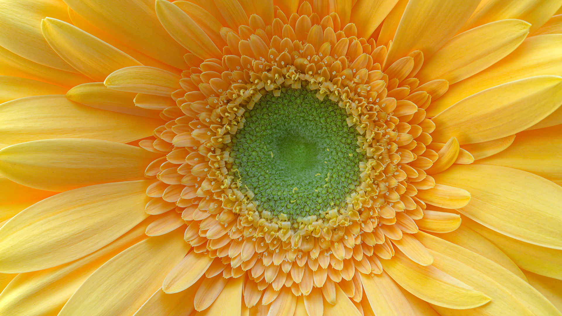 Gerber Daisy from Garden