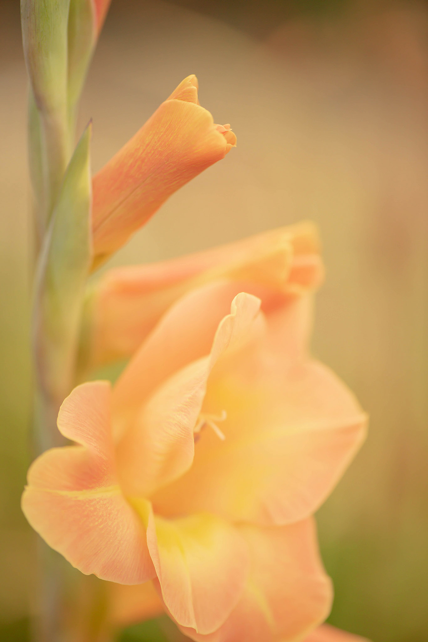 Gladiola from Garden