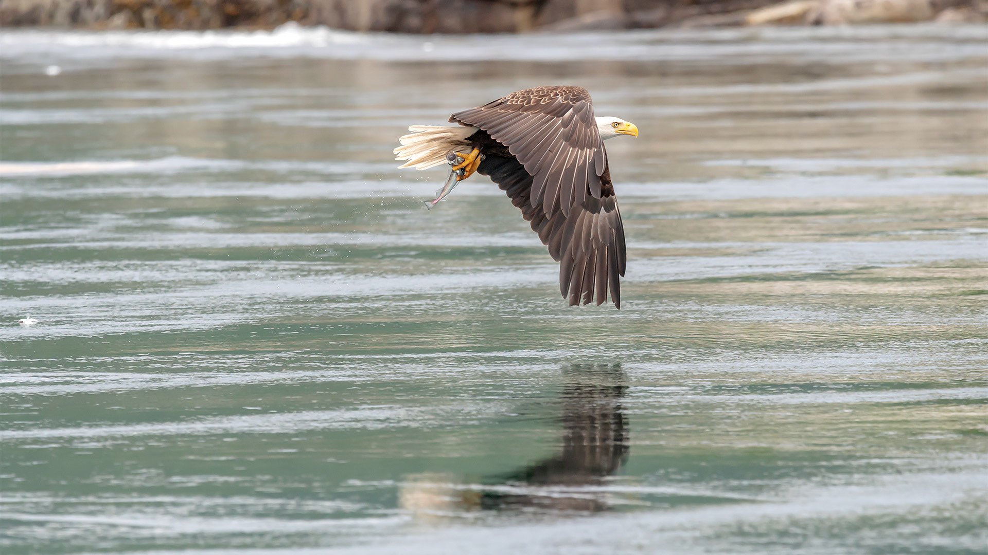 Bald Eagle fishing for Hake