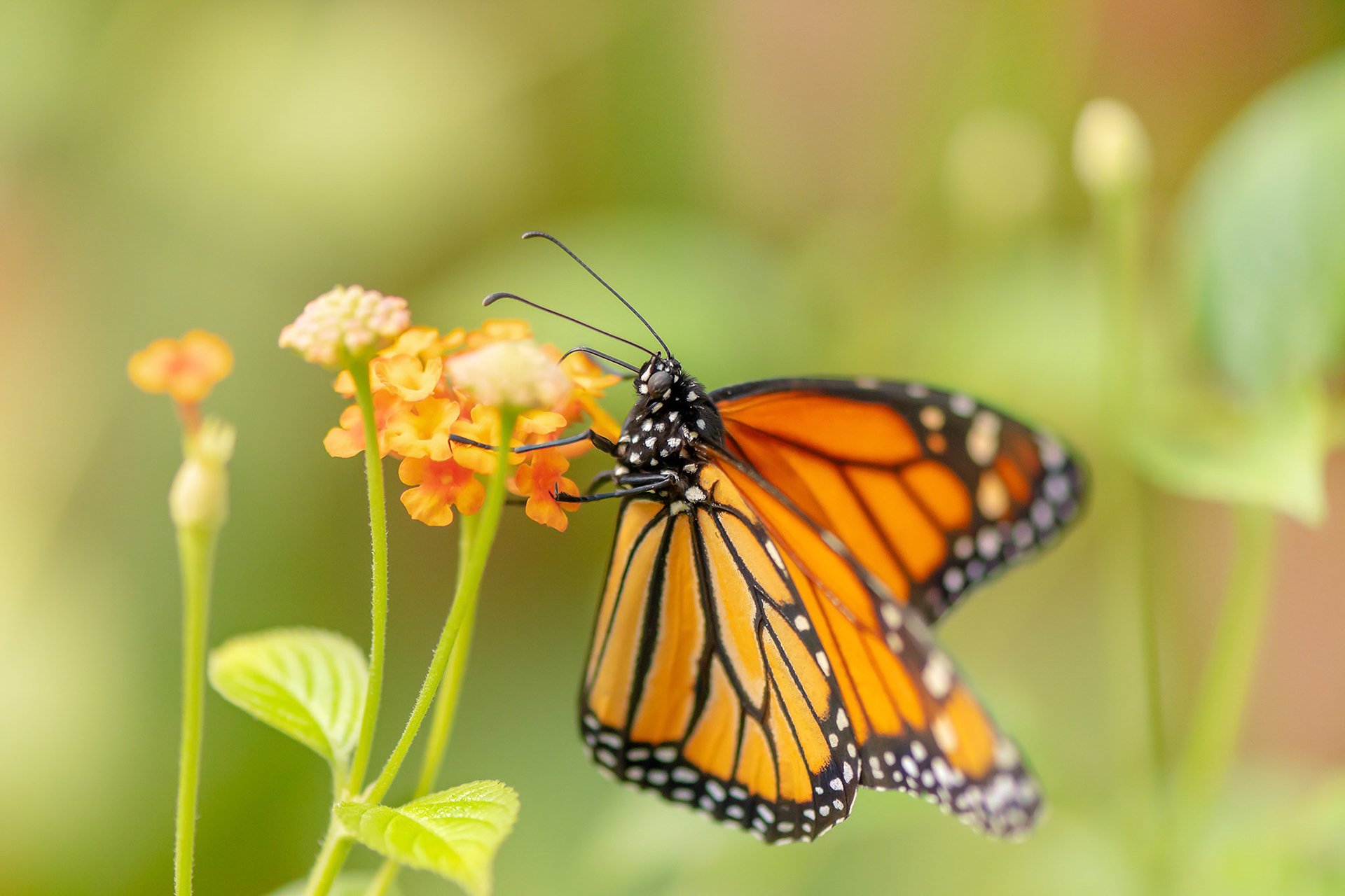 Butterfly World, Coombs, BC