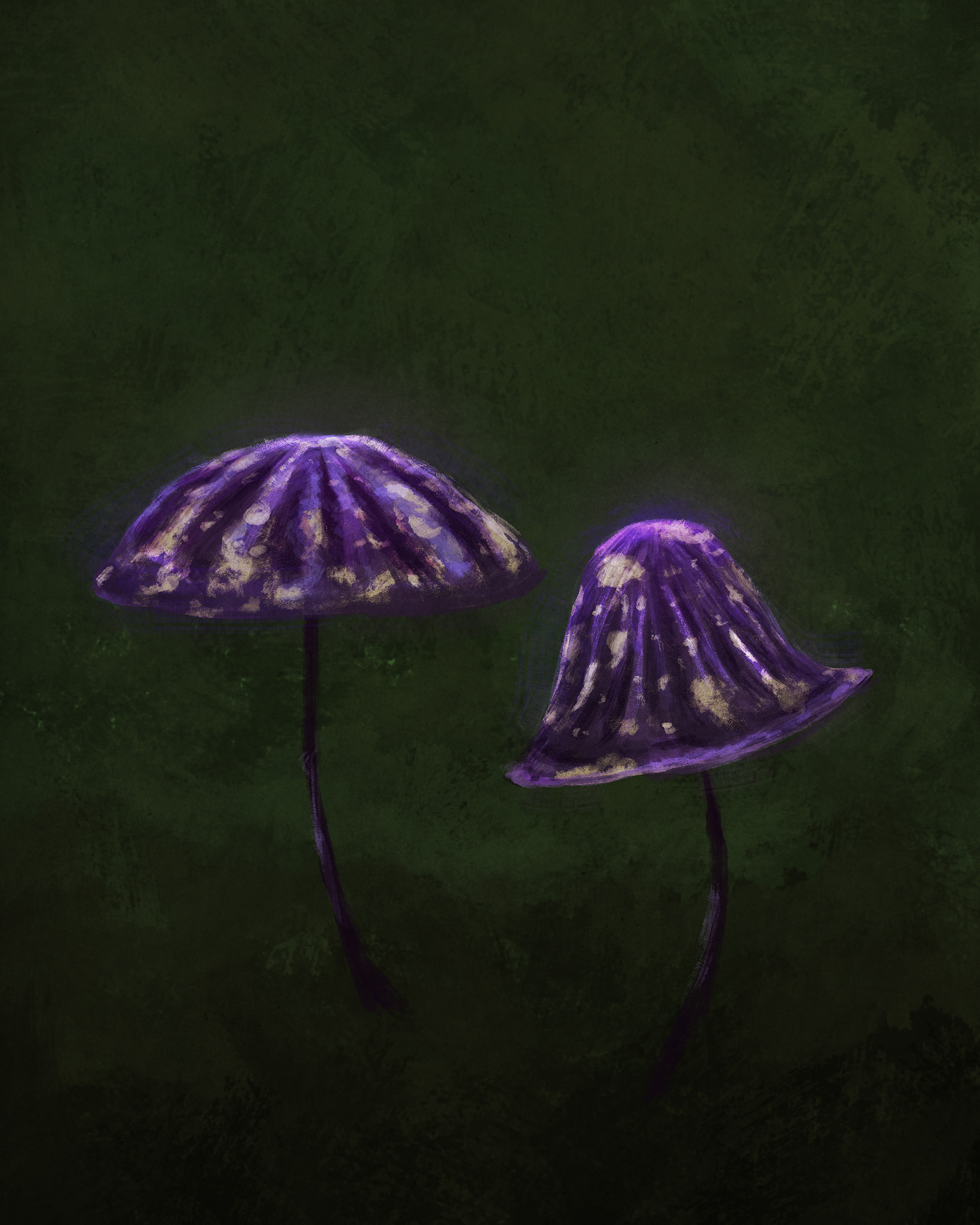 Marasmius amazonicus