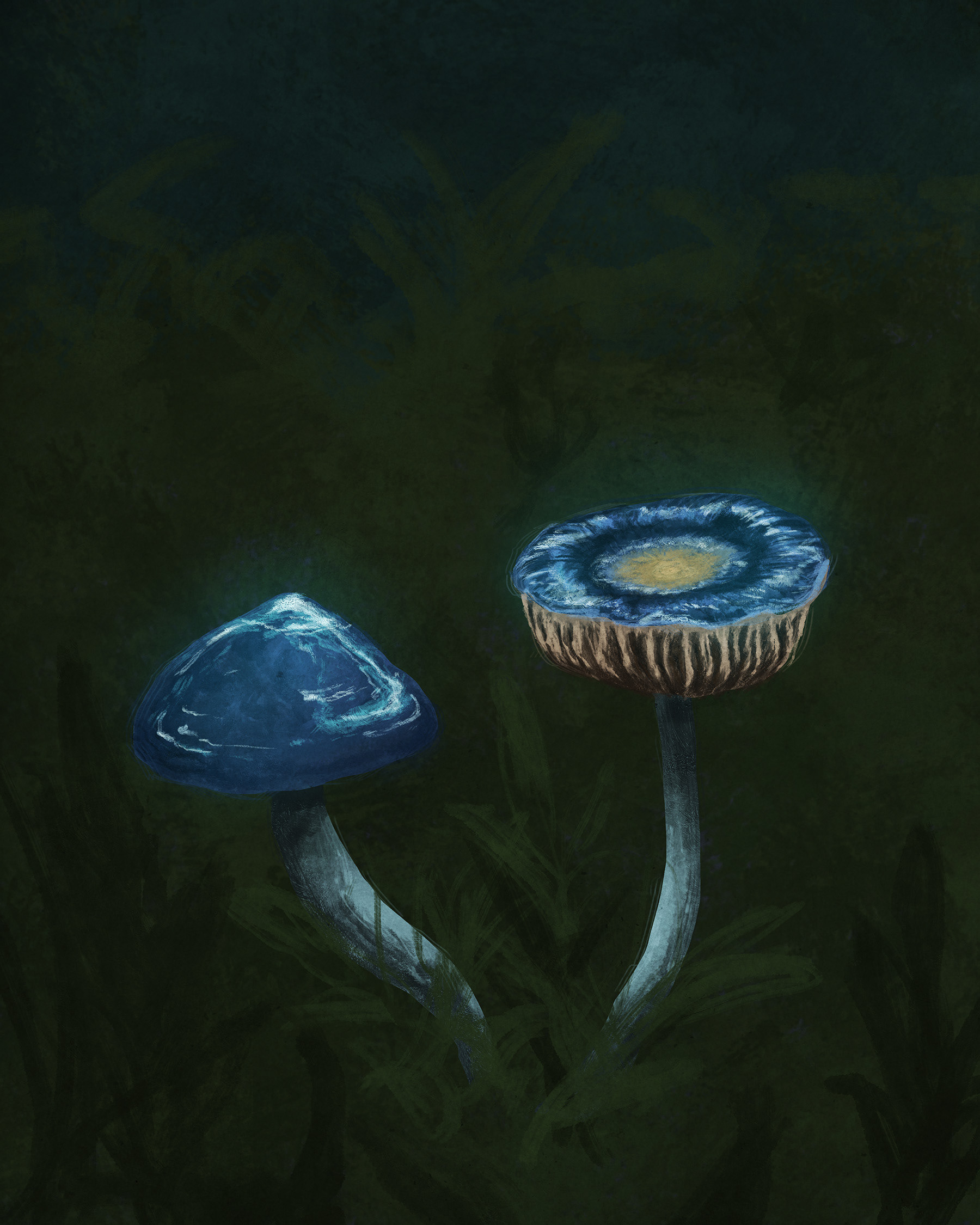 Cortinarius rotundisporus