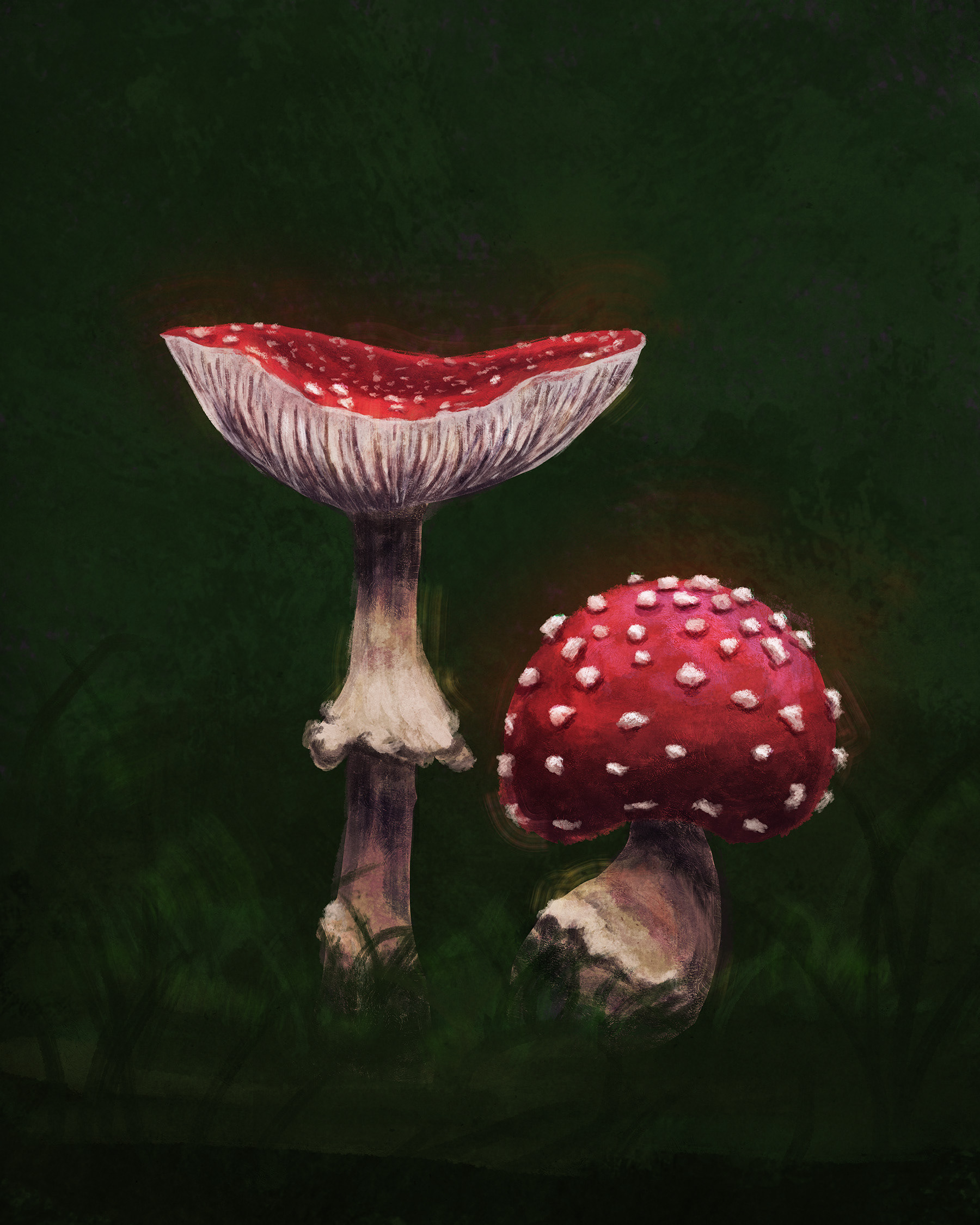 Amanita muscaria
