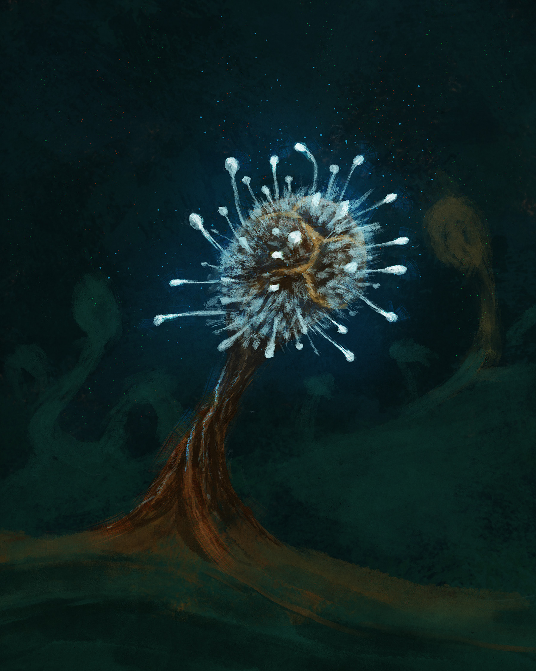 Polycephalomyces tomentosus