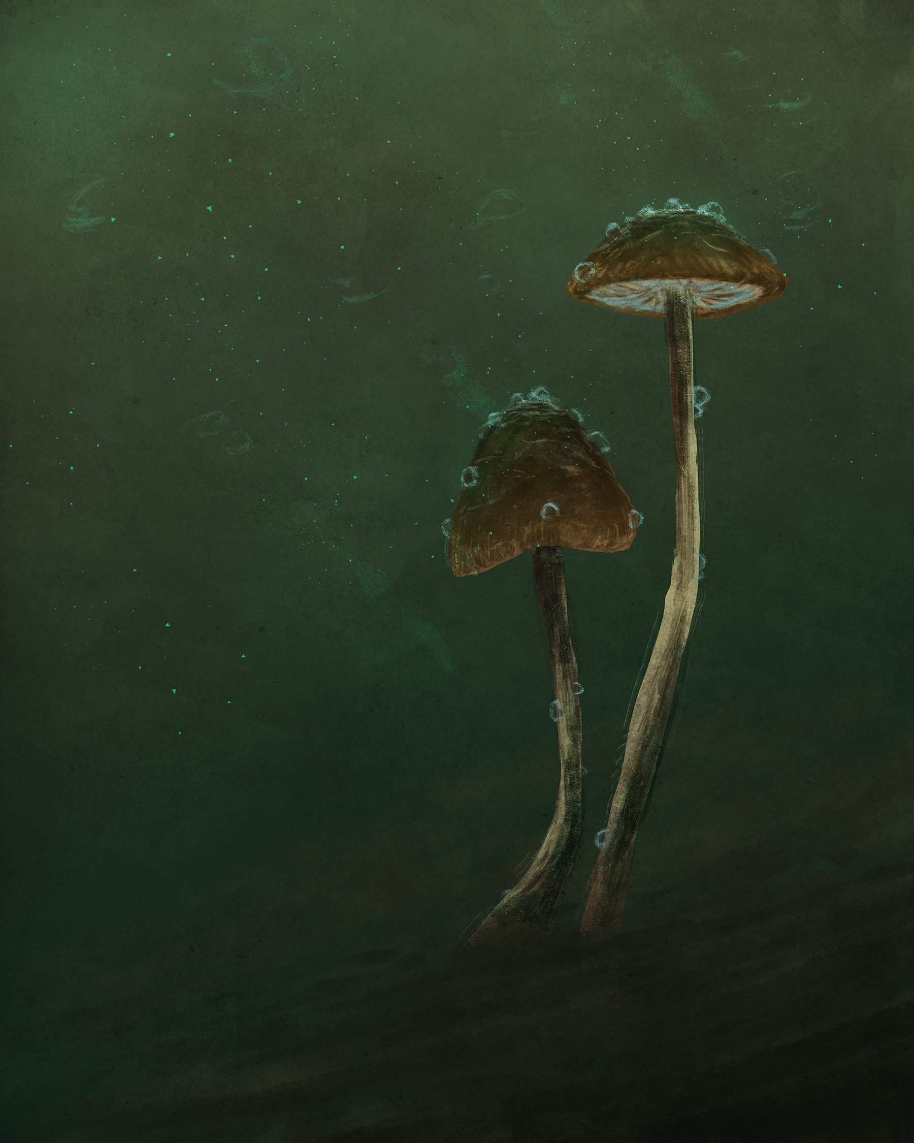 Psathyrella aquatica