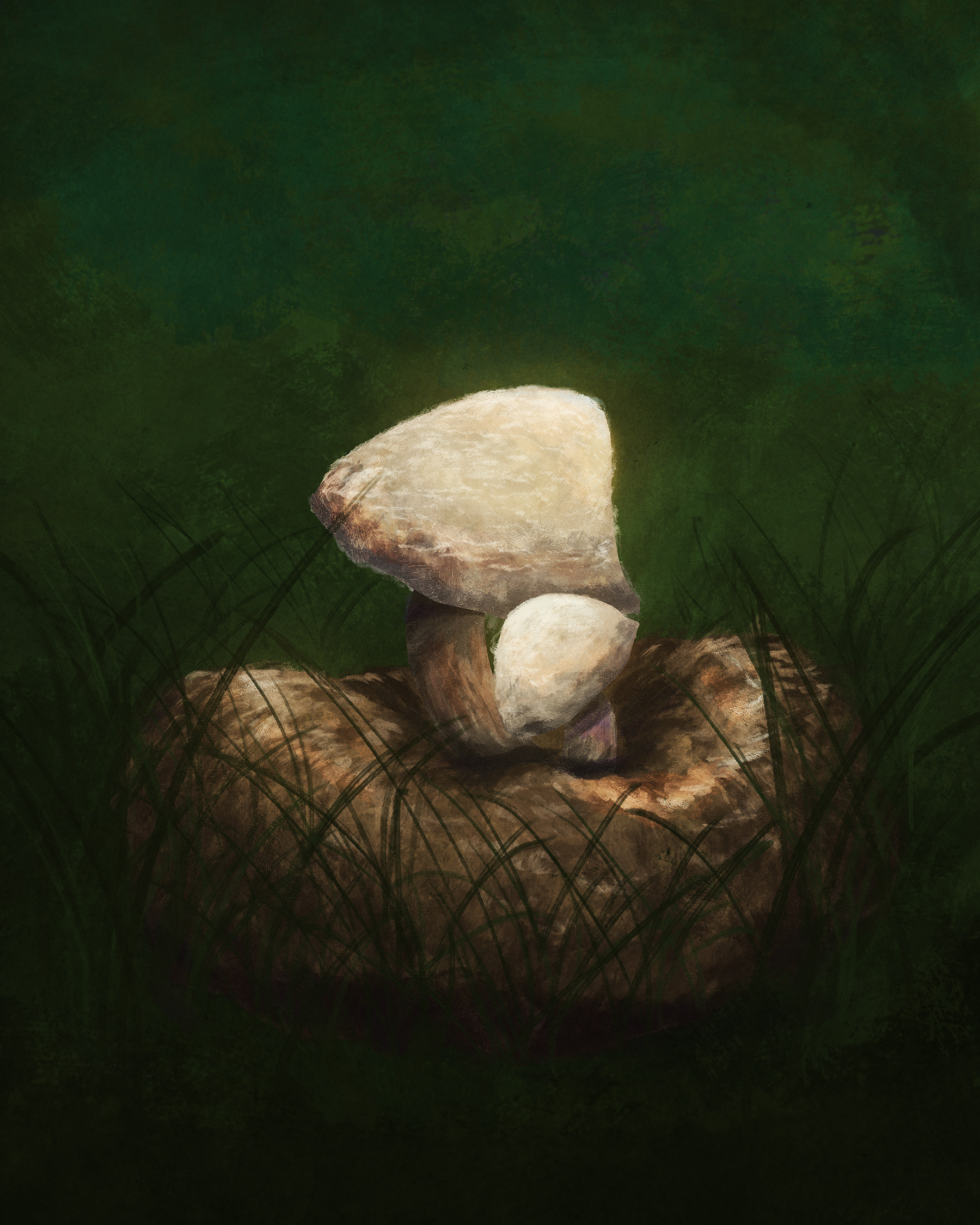 Psathyrella epicmyces