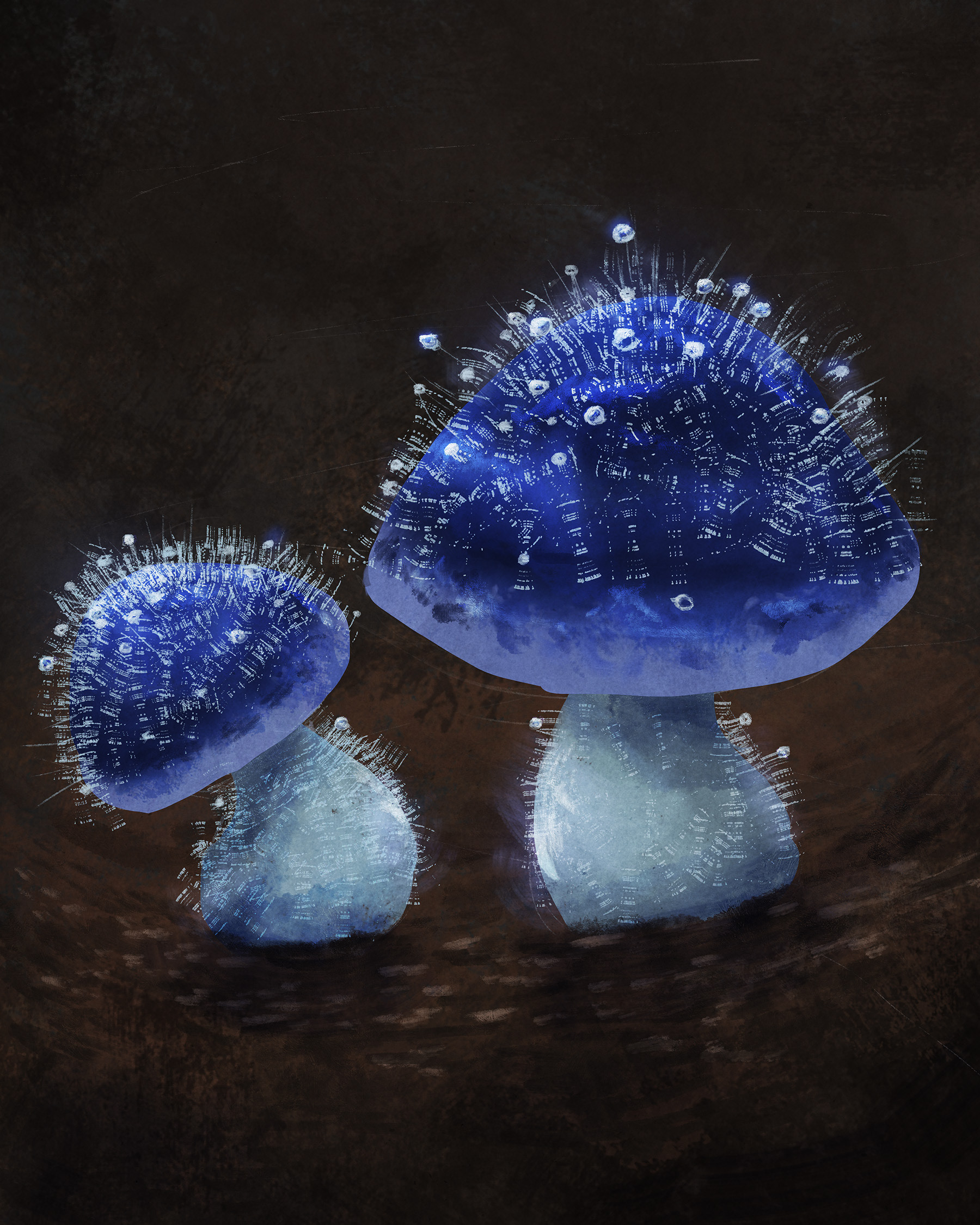 Mycena subcyanophela