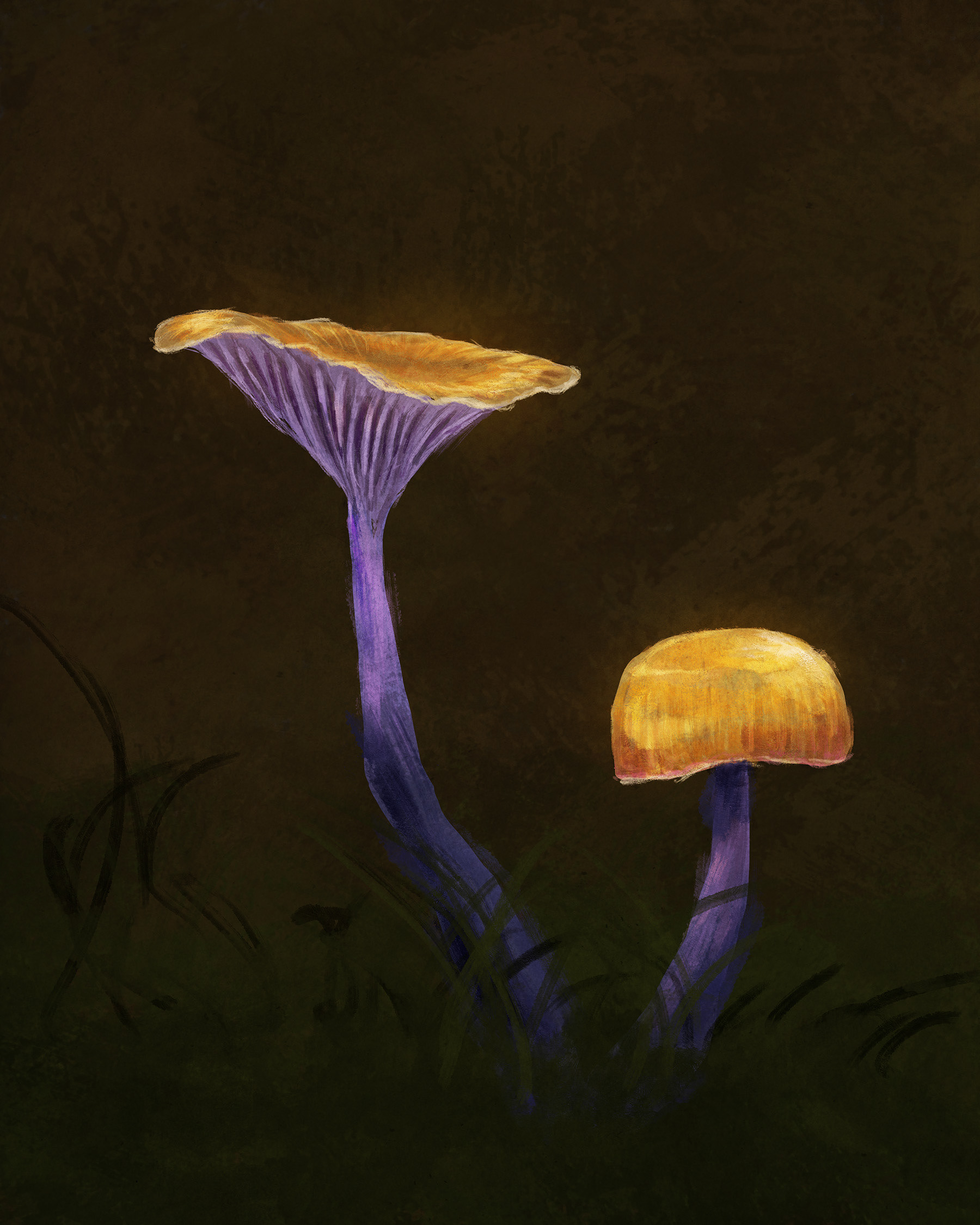 Chromosera lilacifolia