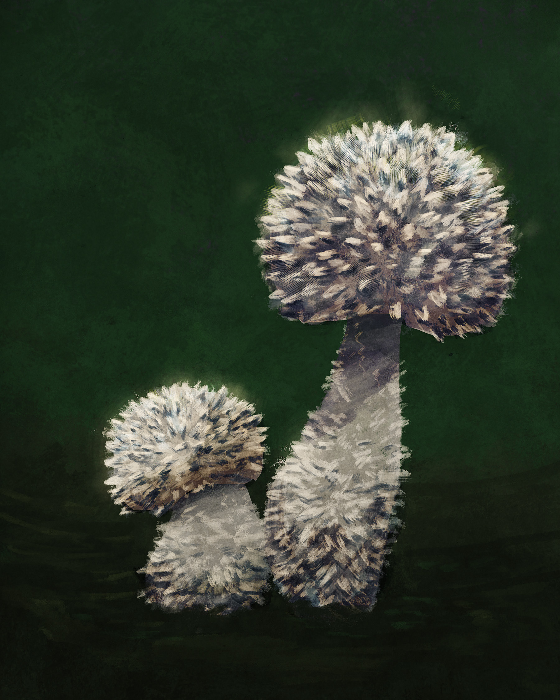 Amanita pyramidifera