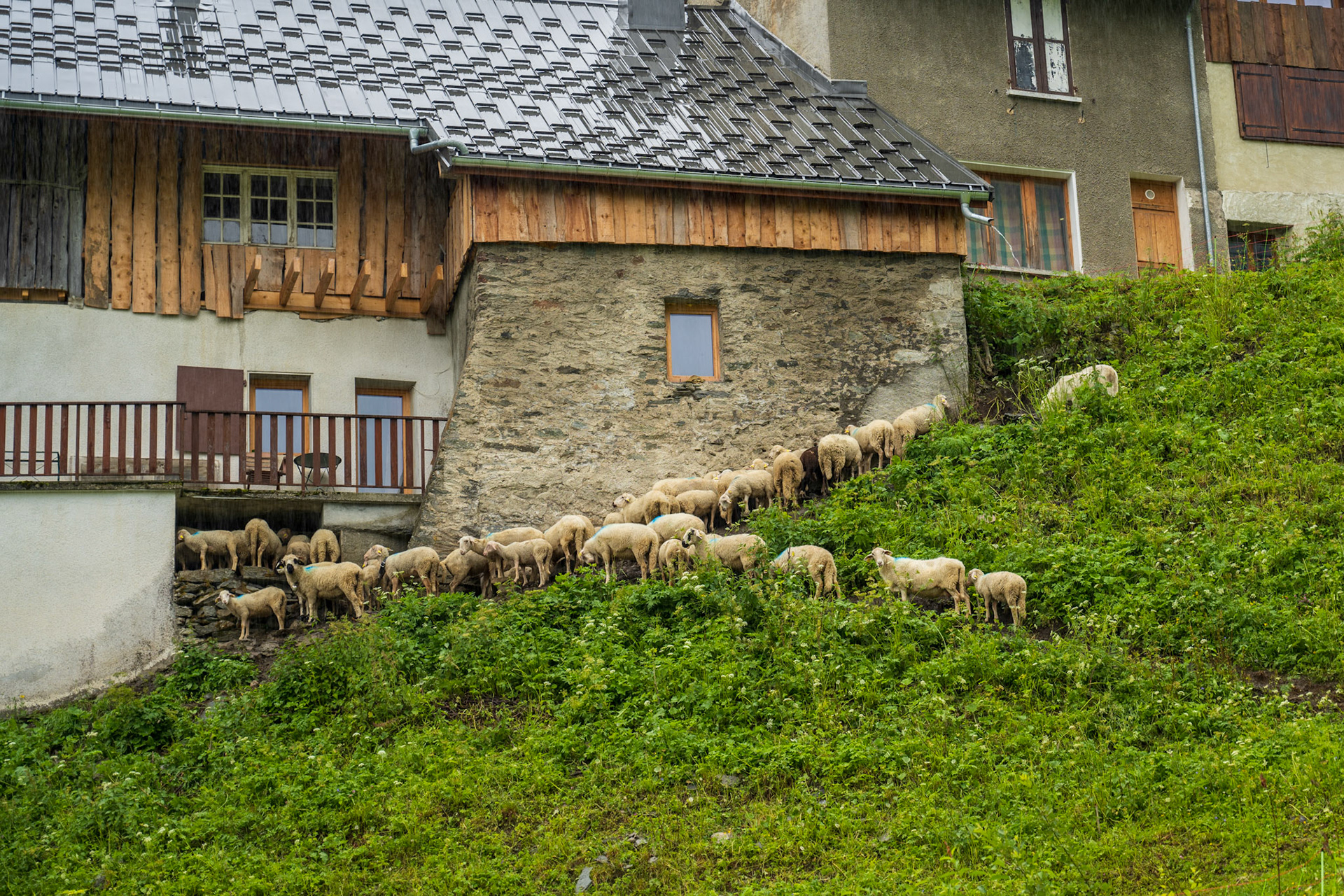 It was cold and wet so even the sheep wanted to go home :)