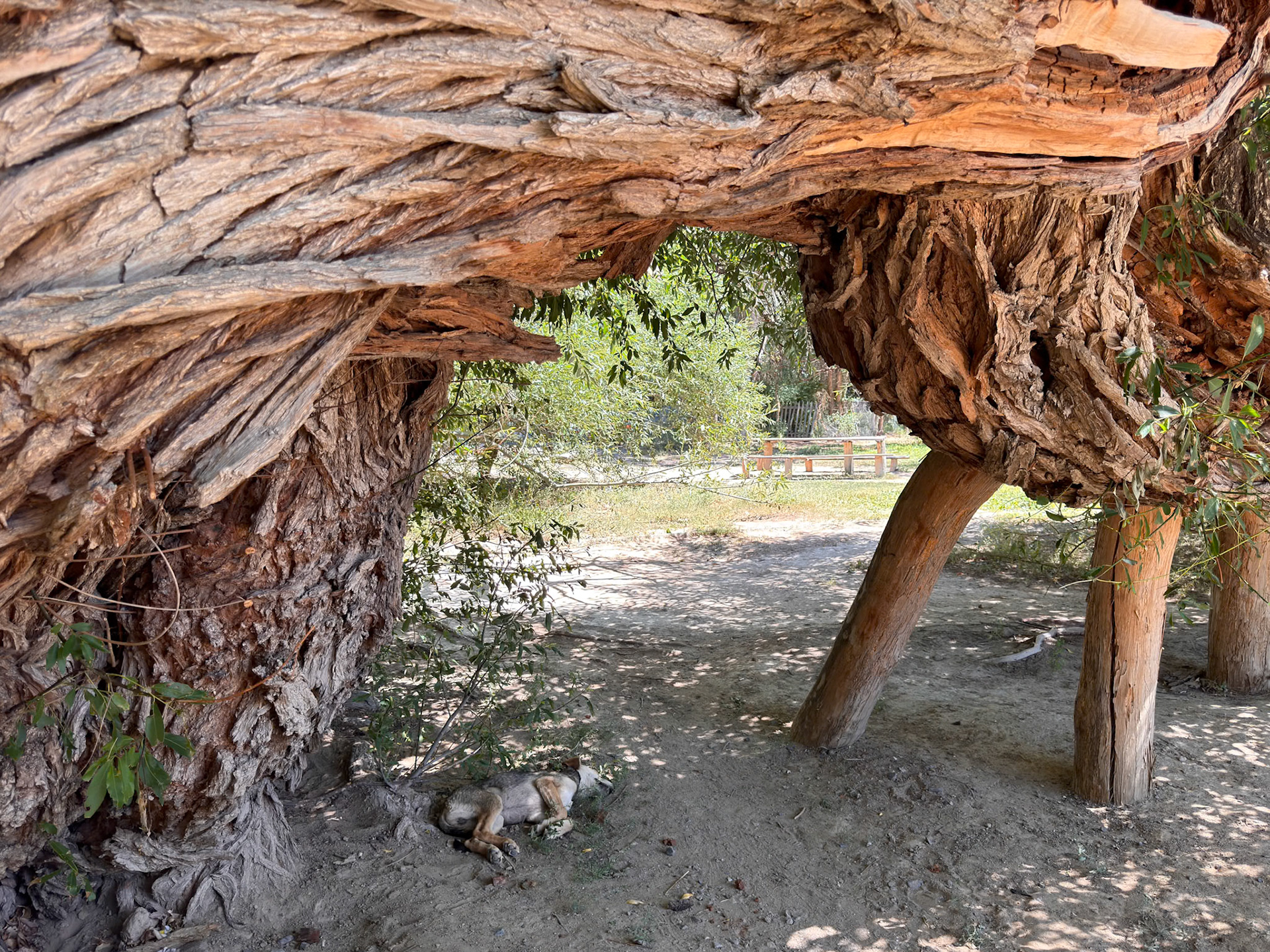 and a dog happy to be in its shade