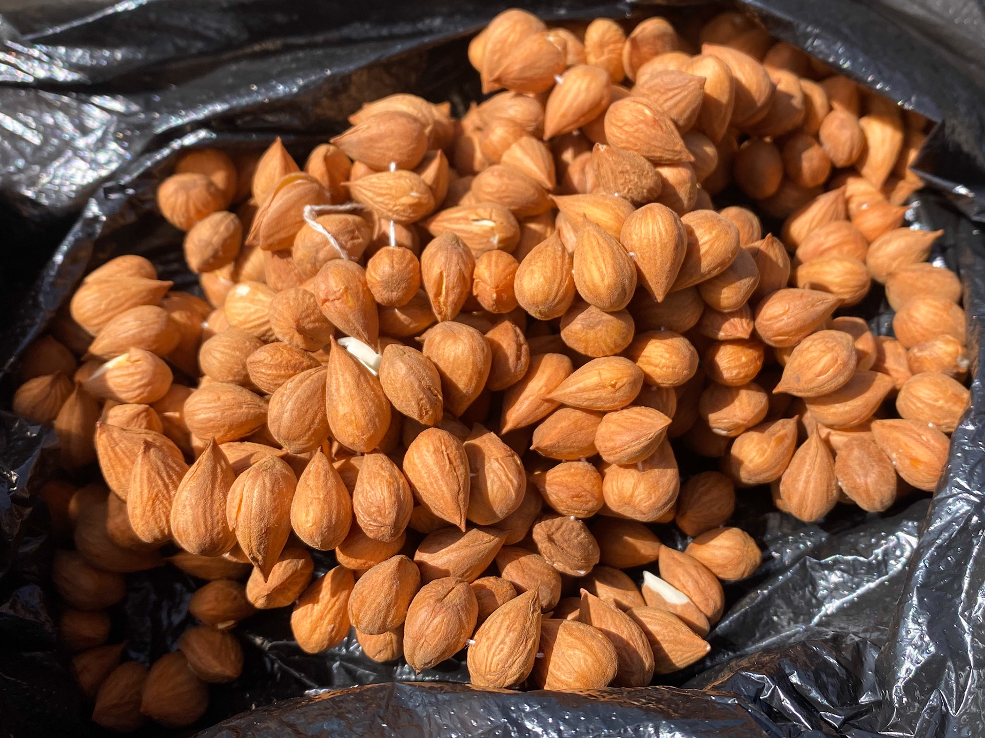 I was moved by what seems like a small gesture: the mother of the family brought me while I was packing this necklace of apricots seeds. There was a lot of time and care involved in preparing the almonds and making a necklace with them 🥰