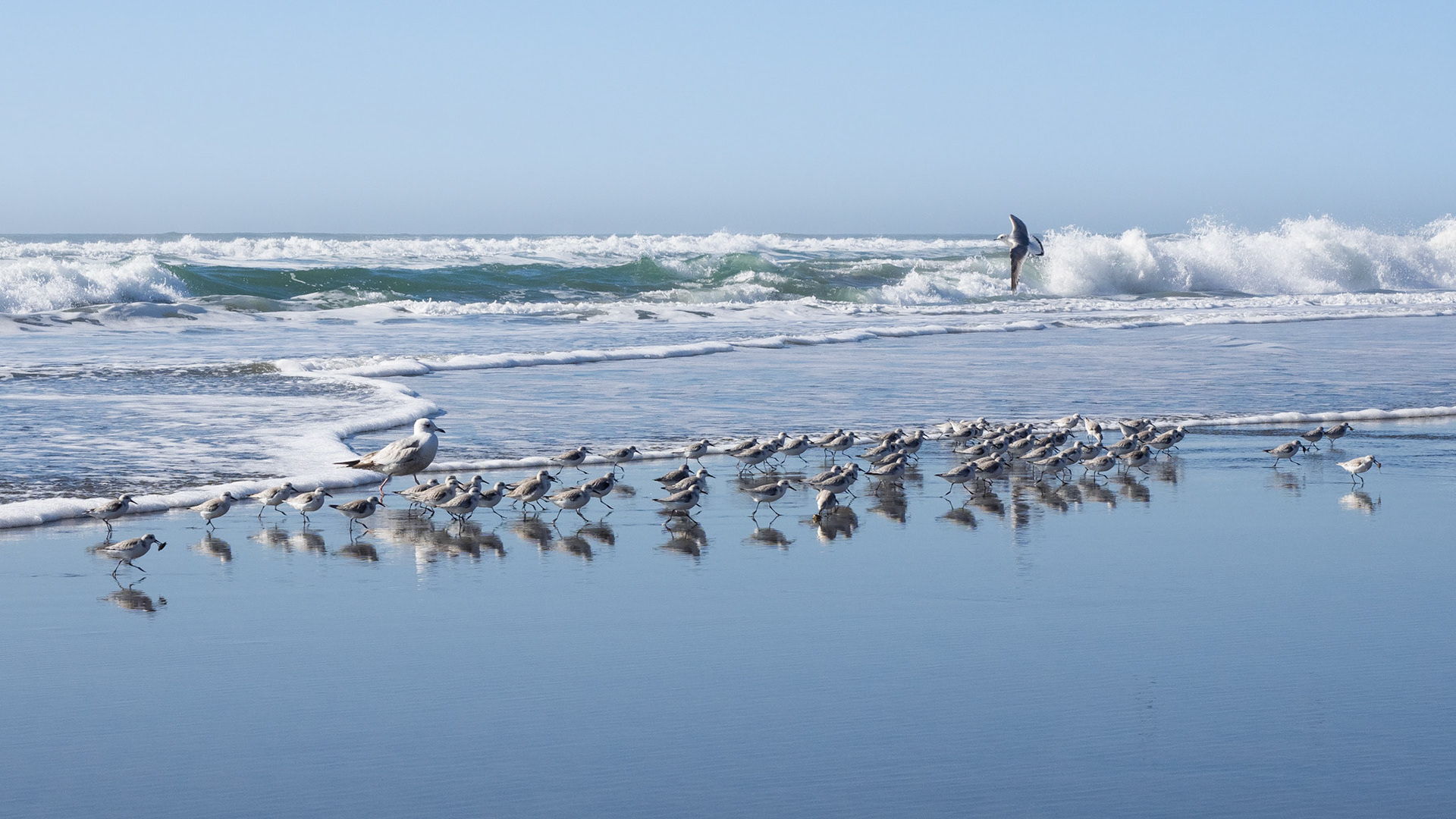 It may look like a mum and her kids but the gulls are actually bullies, trying to steal the catches from the very cute Sanderling birds