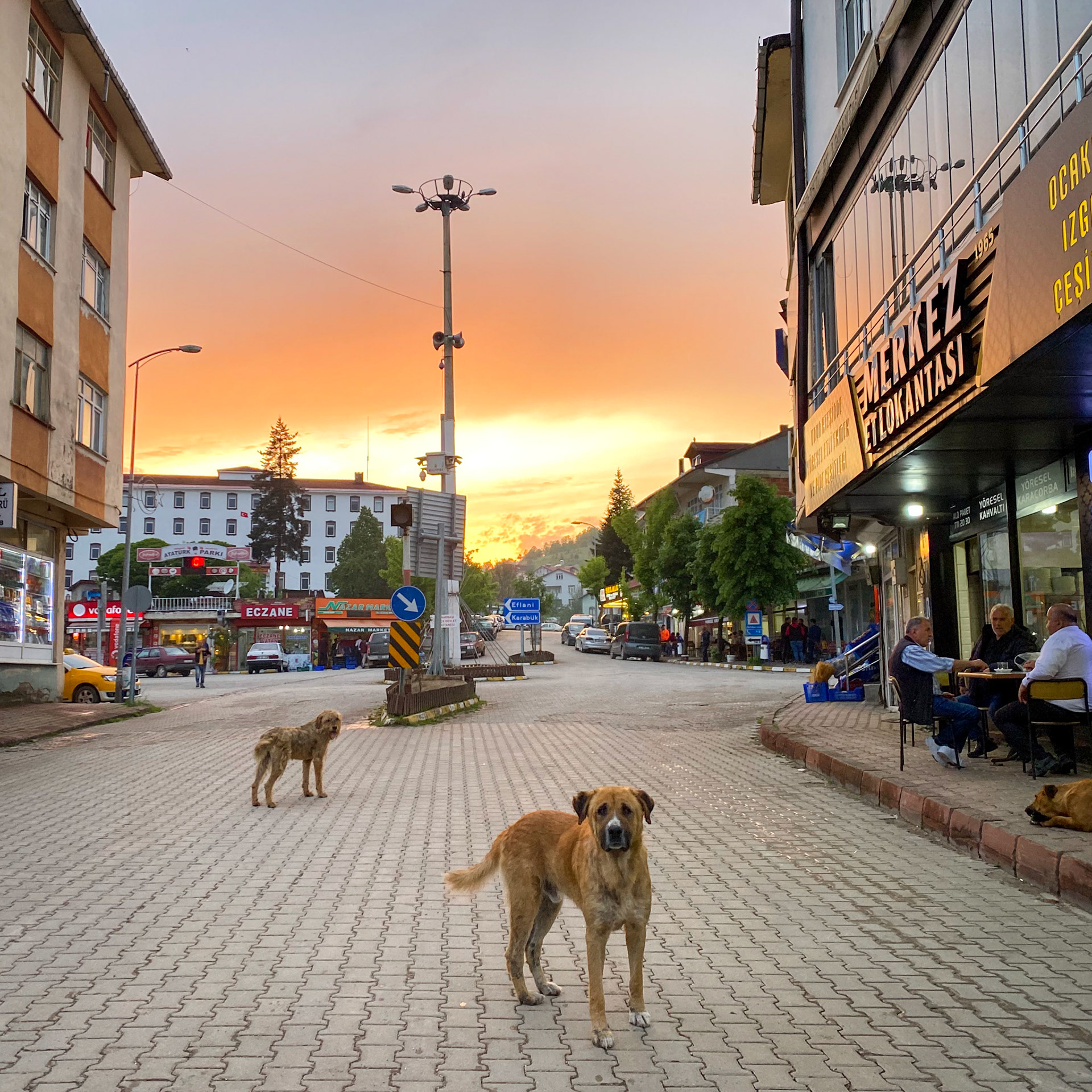 Pinarbasi. Wandering dogs are everywhere in Turkey, and their favorite spots are in the middle of the streets and often lying on the roads as well! No wonders many have a limp.
