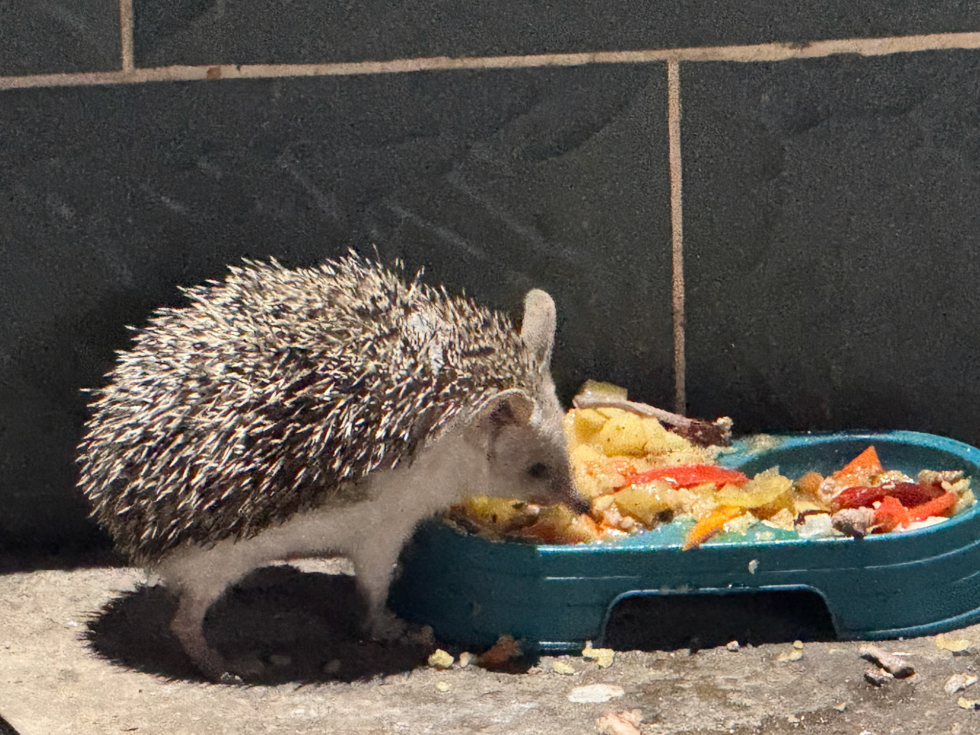 A couple of hedgehogs eat with the cats on the evening