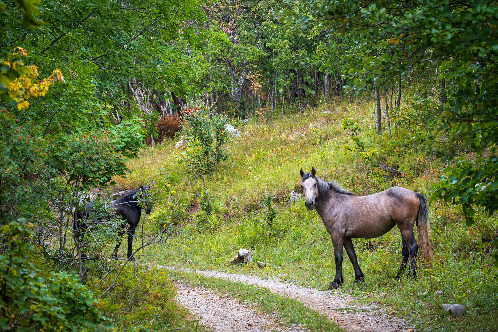 Encounters when exploring the local trails