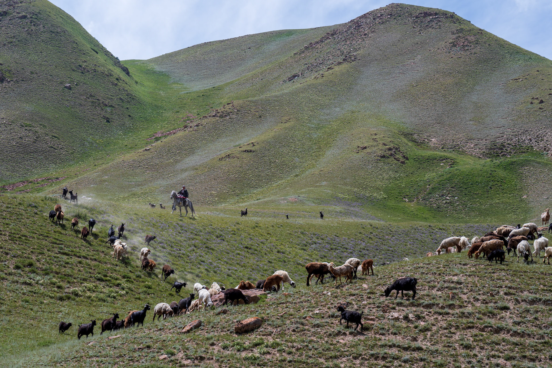 A sheep herder above 3000m