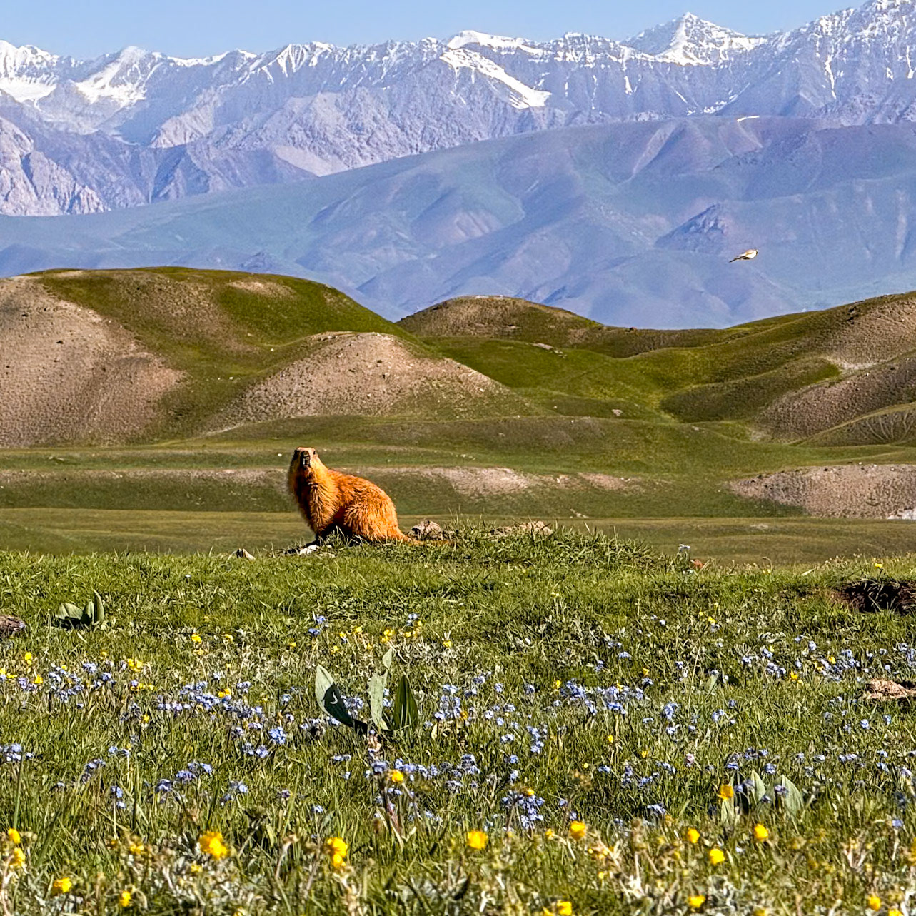 A marmot in its beautiful environment