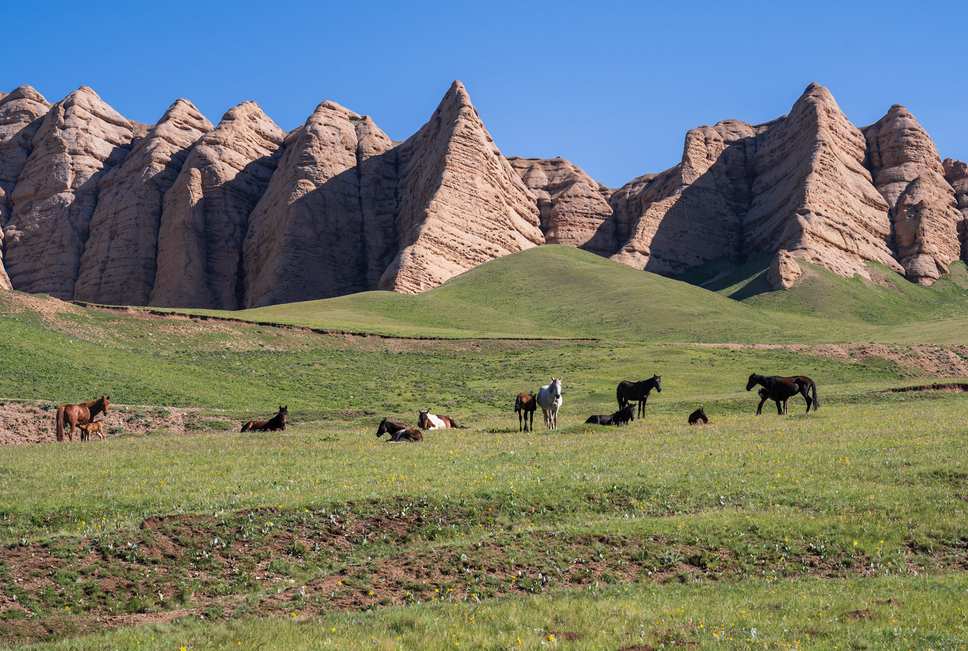 I stopped taking pictures of horses, unless in front of a gorgeous backdrop 😄