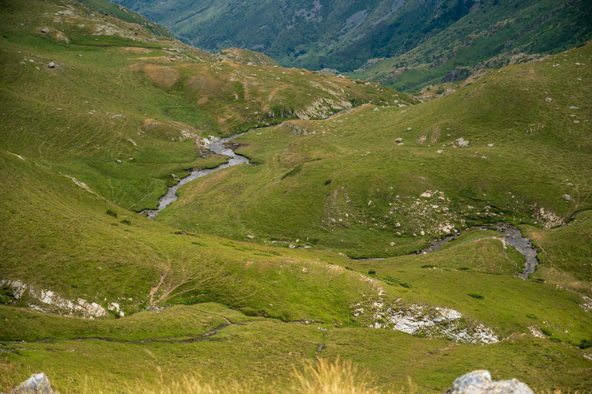 We only had cows, horses and sheep as companions