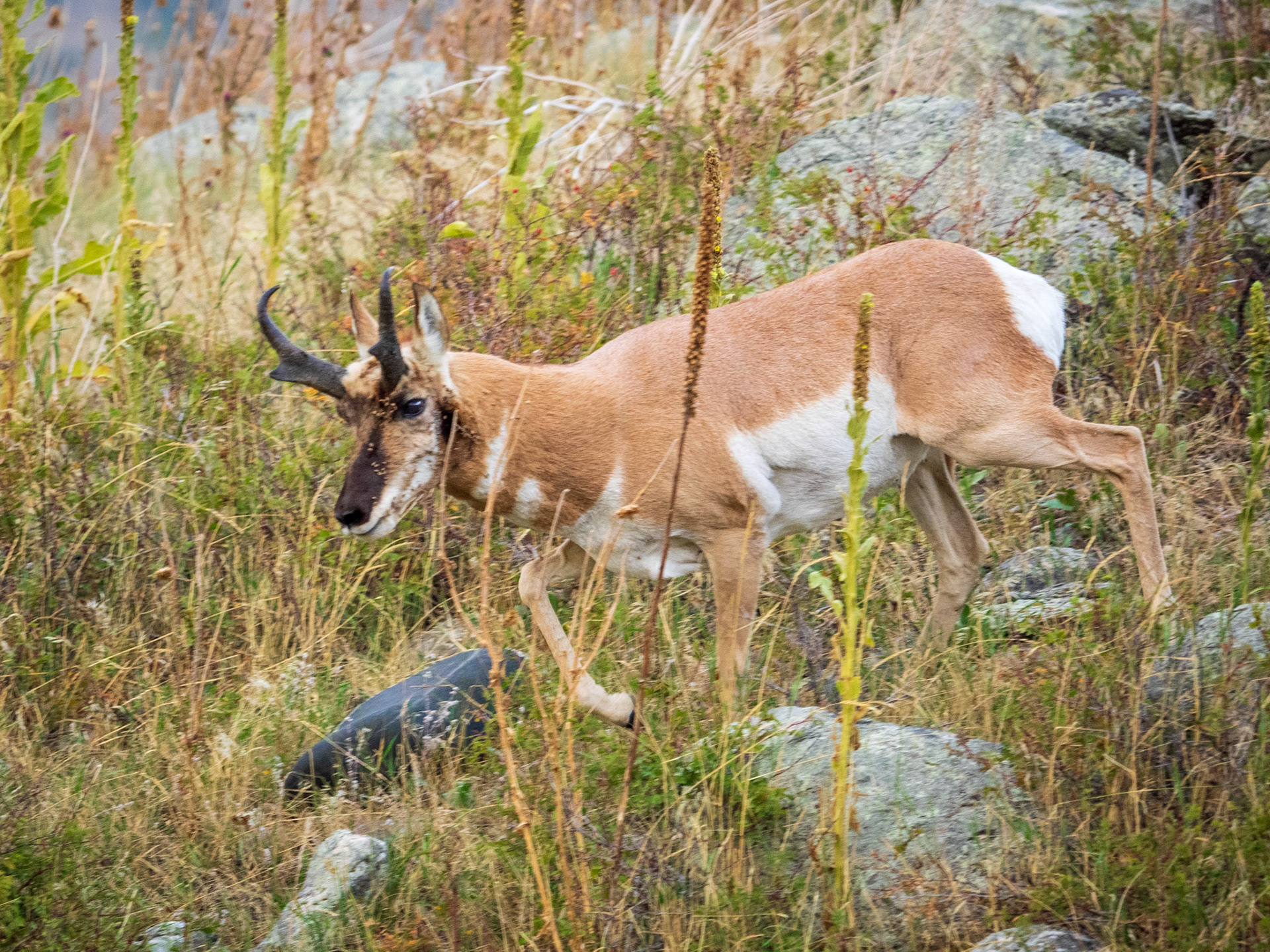 Pronghorn