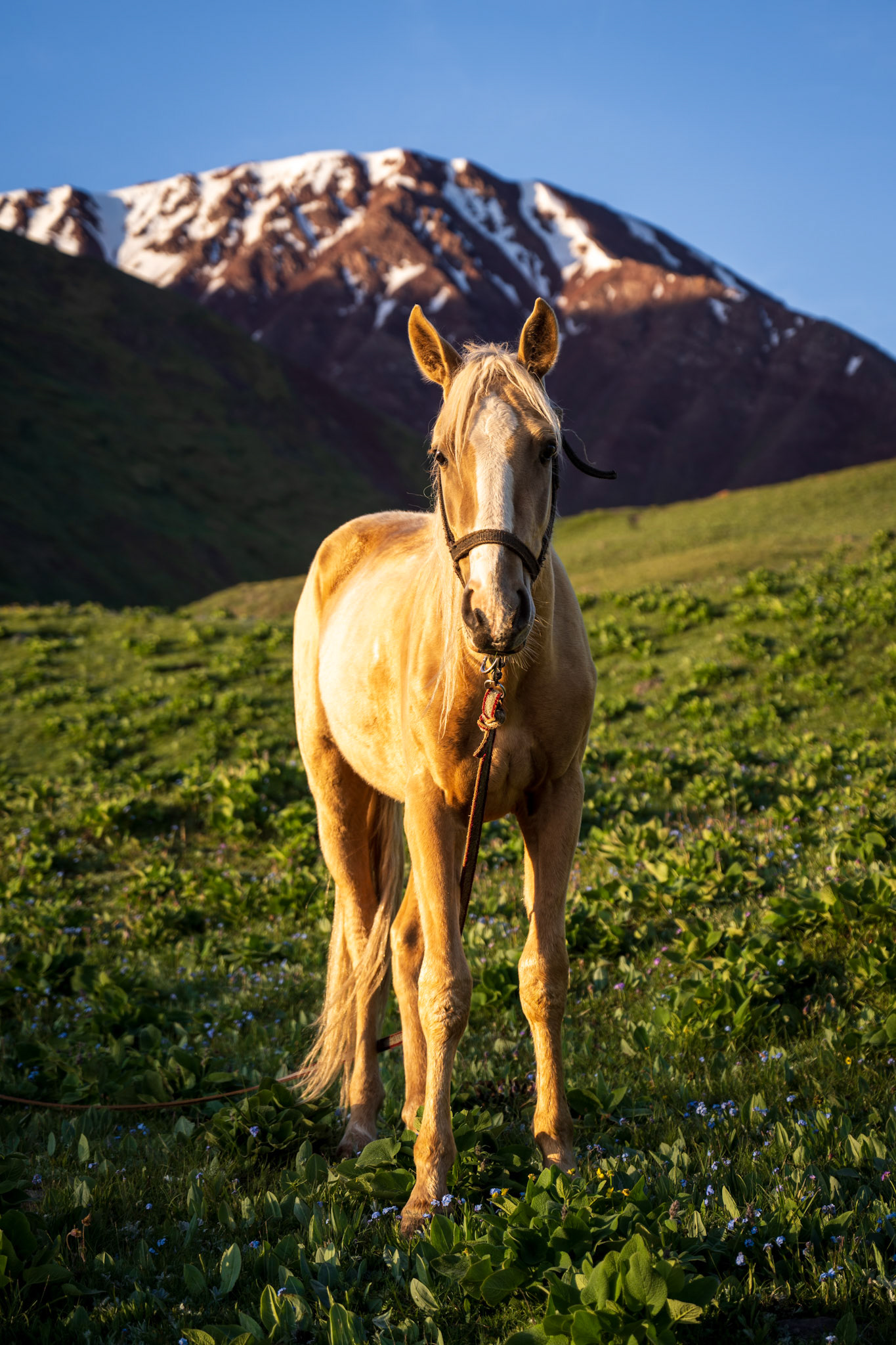 I befriended this beautiful young horse