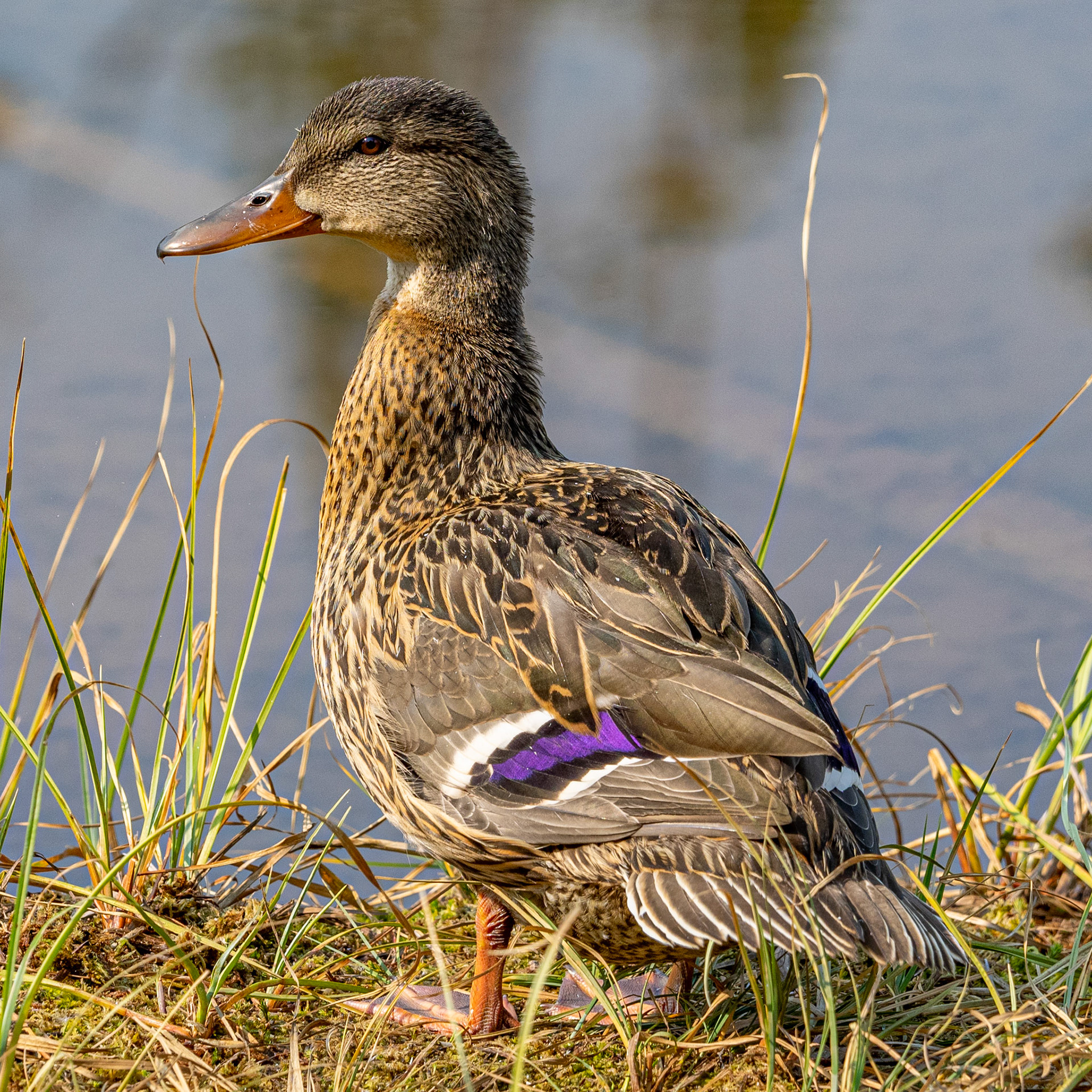 Because who could resist to ducks?!?