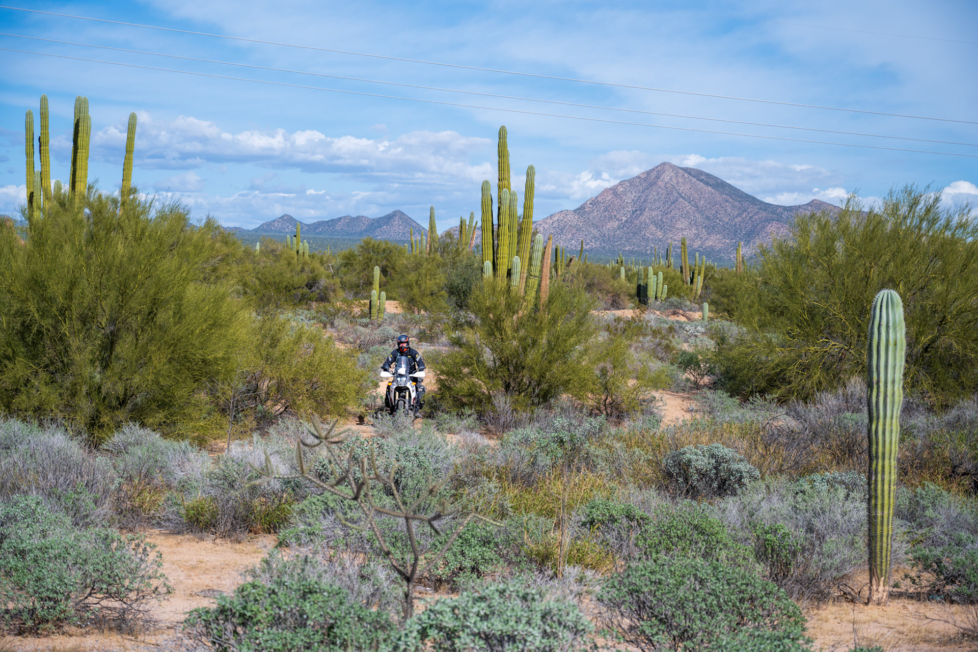 Stan riding in a cacti forest. They were present all along the ride.