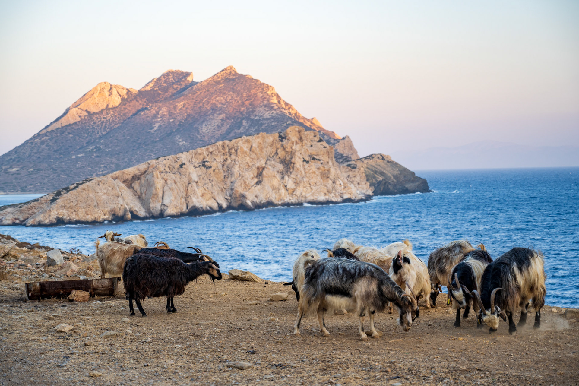Free wandering goats with Nikouria Island in the background