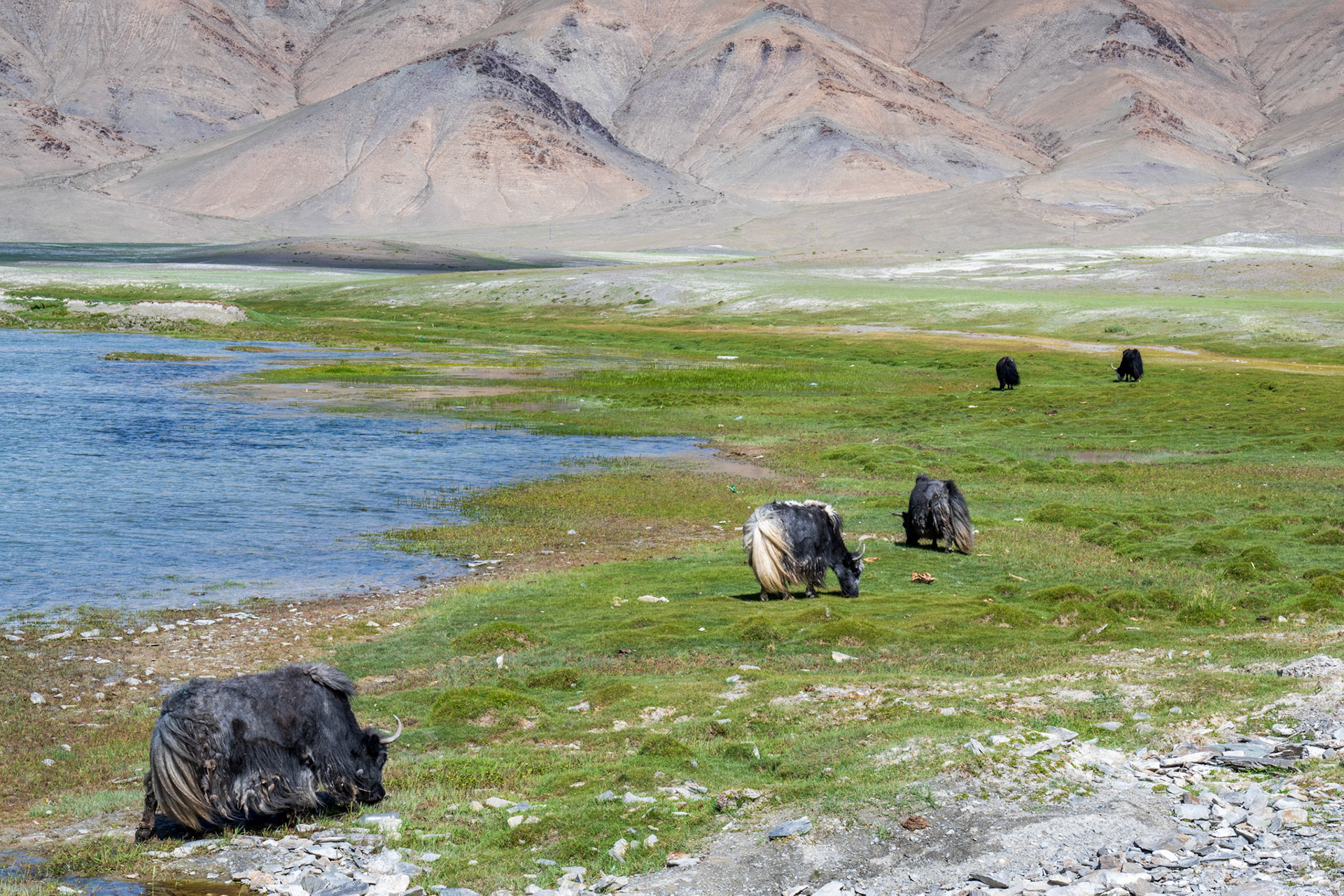 Yaks showing us their flurry tails 🙂
