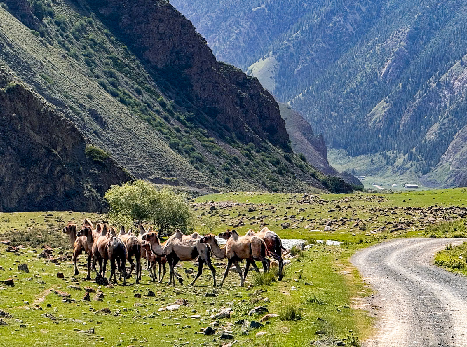 What are camels doing here?!?