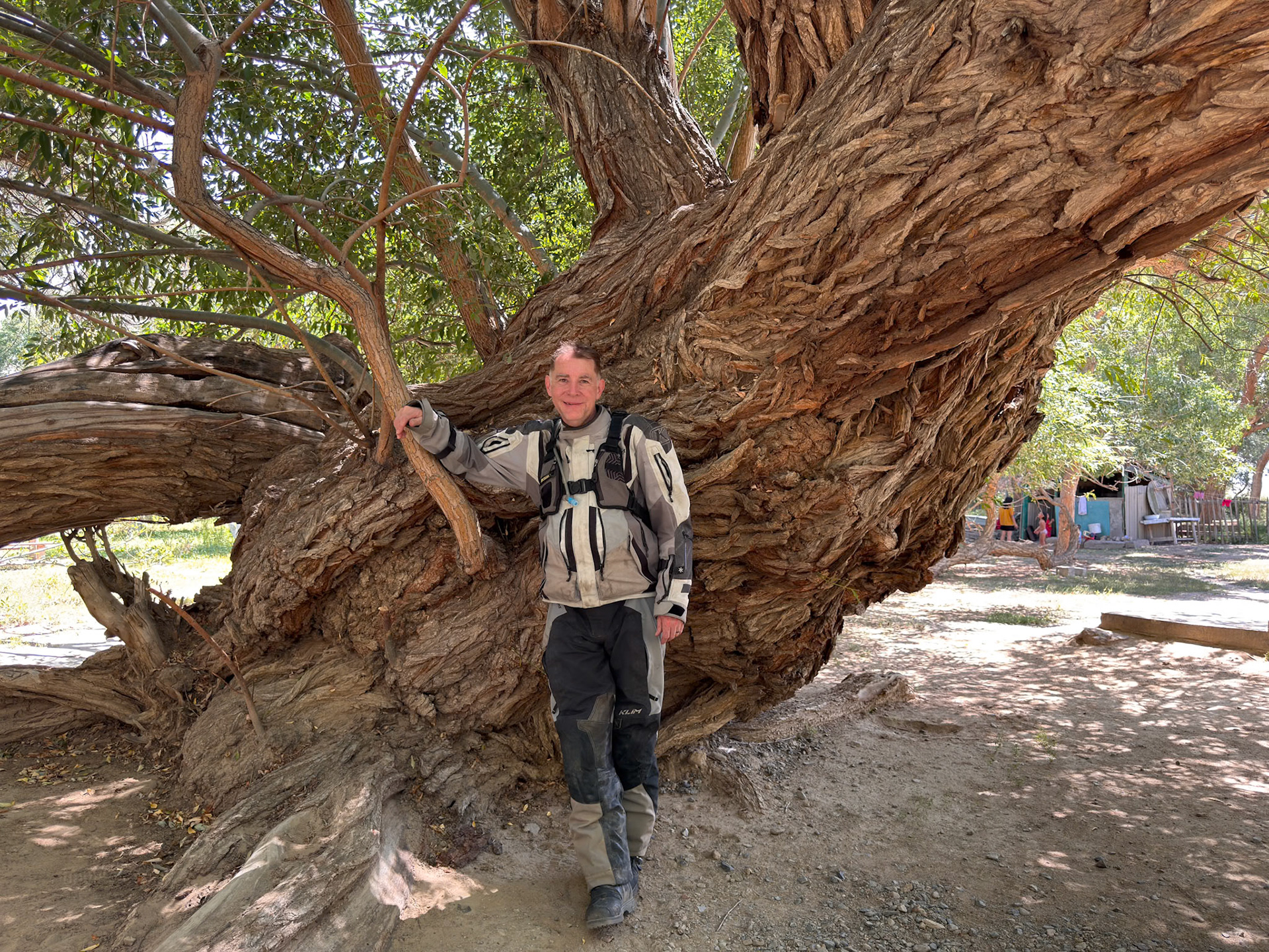 The 700 years old Willow tree