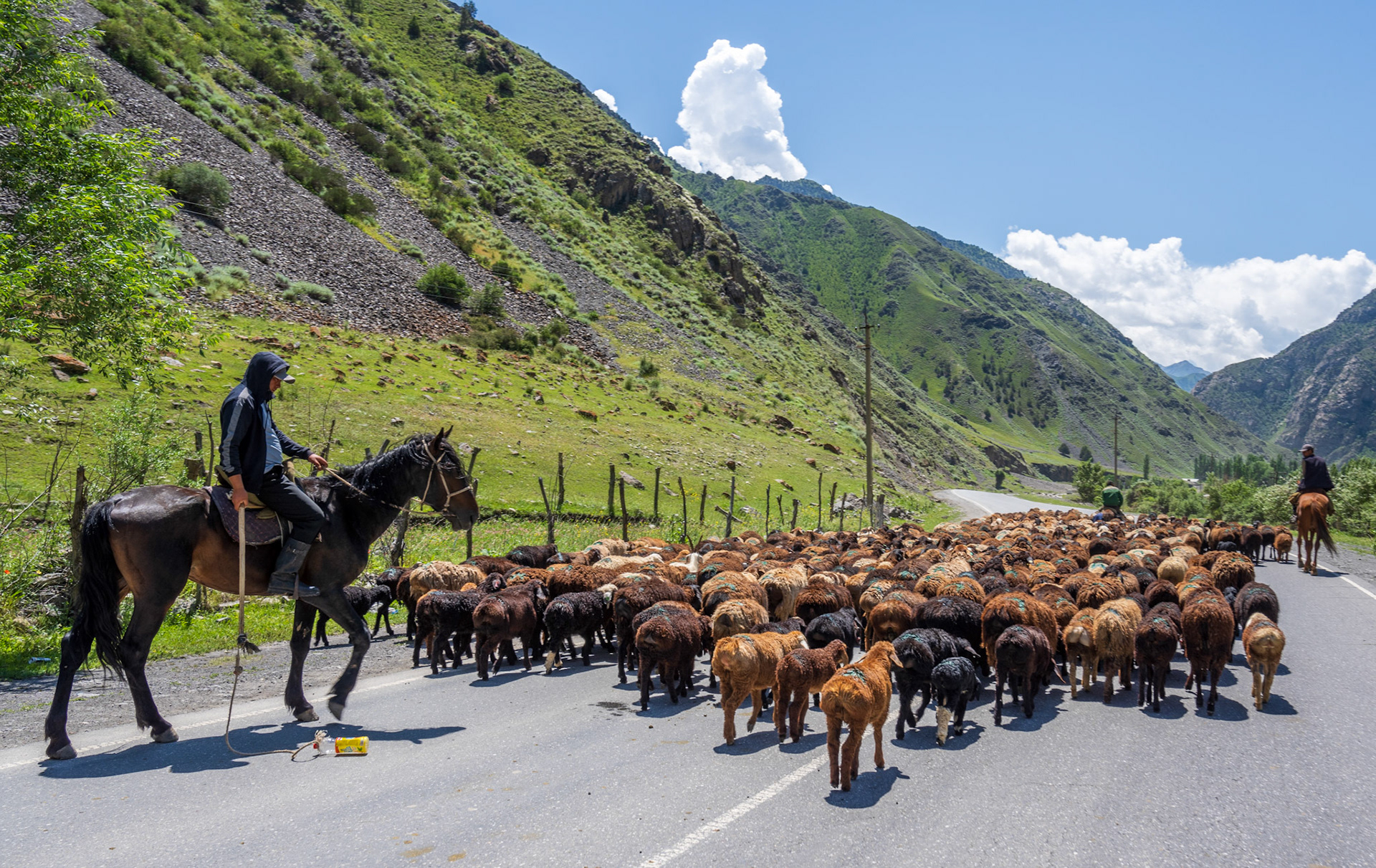 Herding sheep with an interesting device